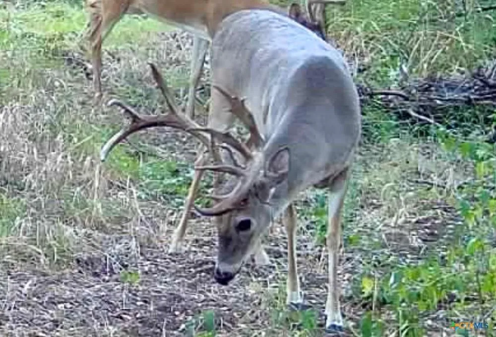 Unimproved Land For Sale in Bell County , 000 MCLENNAN Road, Troy, Texas 76579, 0, 0, Garage spaces, 0 Sqft, built in 0, Price $420,000, mls#21358321, Real Estate Agent in Troy, Homes For Sale in Bell county, Homes For Sale in Troy, Realtor in Troy Texas, Real Estate Brokerage Independent Realty Texas, Luminita Cordes Realtor