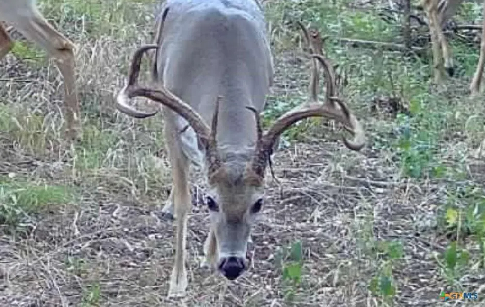 Unimproved Land For Sale in Bell County , 000 MCLENNAN Road, Troy, Texas 76579, 0, 0, Garage spaces, 0 Sqft, built in 0, Price $420,000, mls#21358321, Real Estate Agent in Troy, Homes For Sale in Bell county, Homes For Sale in Troy, Realtor in Troy Texas, Real Estate Brokerage Independent Realty Texas, Luminita Cordes Realtor