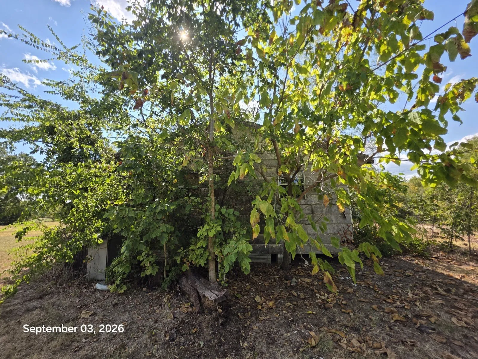 Single Family Residence For Sale in Titus County , 973 CR 1695, Mt Pleasant, Texas 75455, 3 Bedroom, 2 Bathroom, Garage spaces, 1,152 Sqft, built in 1981, mls#21357416, Real Estate Agent in Mt Pleasant, Homes For Sale in Titus county, Homes For Sale in Mt Pleasant, Realtor in Mt Pleasant Texas, Real Estate Brokerage Independent Realty Texas, Luminita Cordes Realtor