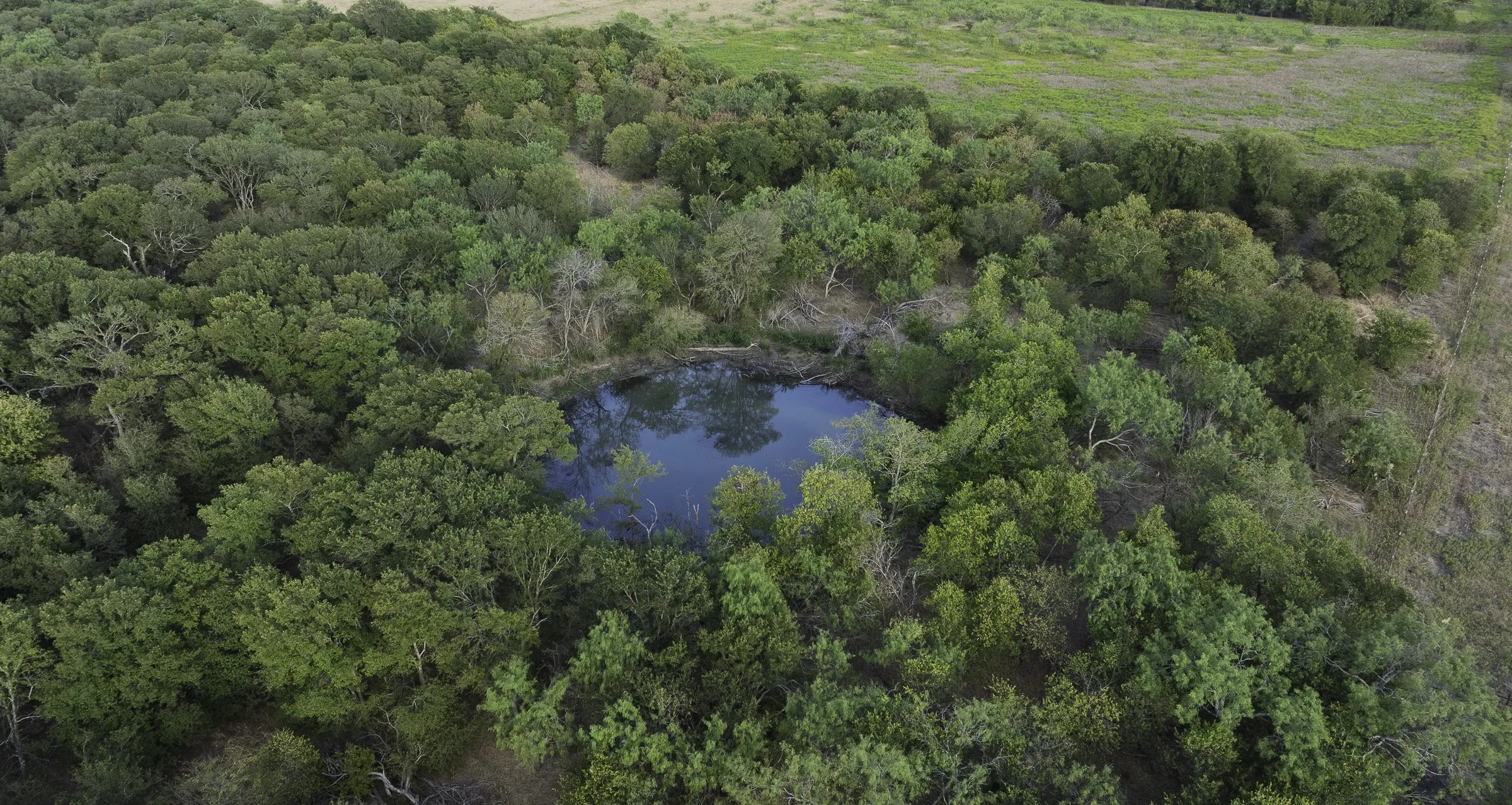 Natural body of water surrounded by dense tree coverage
