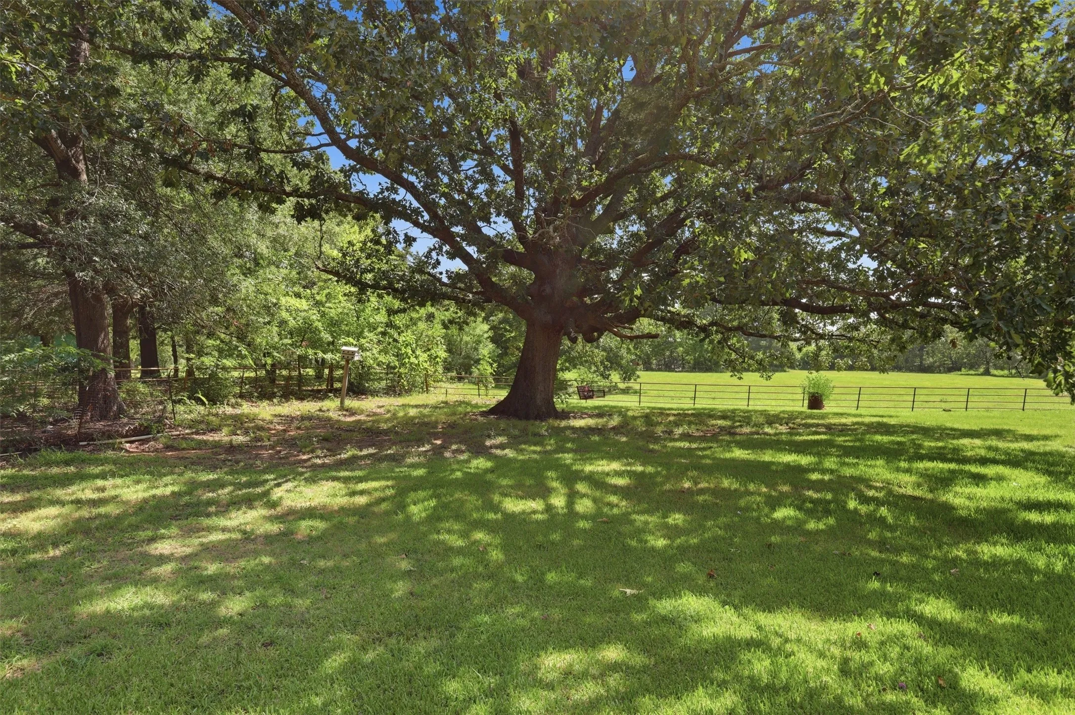 Shaded lawn section beneath the wide canopy of majestic mature oak trees.