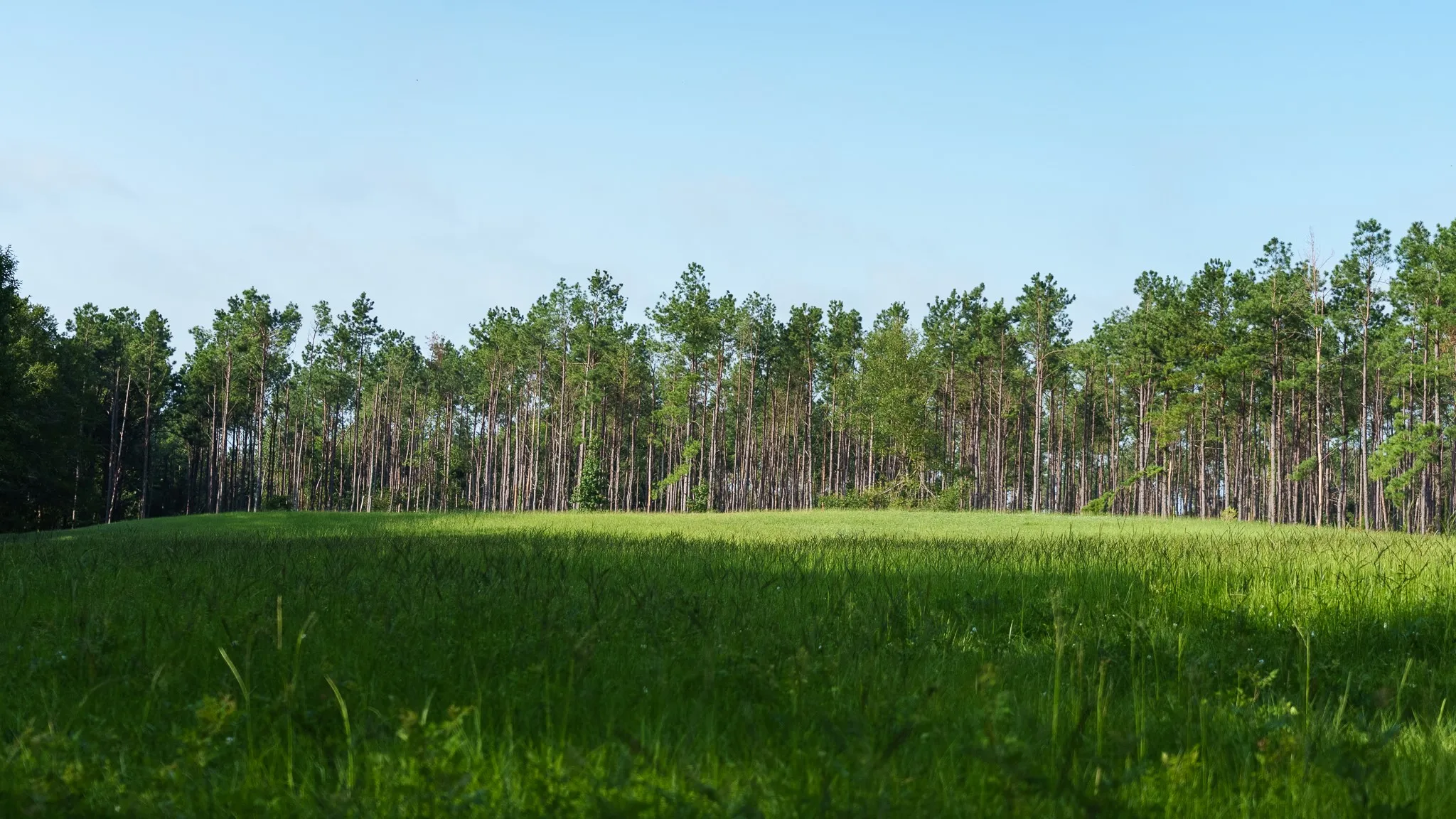 Farm For Sale in Rusk County , TBD Cr 461, Laneville, Texas 75667, 1 Bedroom, 2 Bathroom, 1 Garage spaces, 2,000 Sqft, built in 2009, Price $1,600,000, mls#21337099, Real Estate Agent in Laneville, Homes For Sale in Rusk county, Homes For Sale in Laneville, Realtor in Laneville Texas, Real Estate Brokerage Independent Realty Texas, Luminita Cordes Realtor