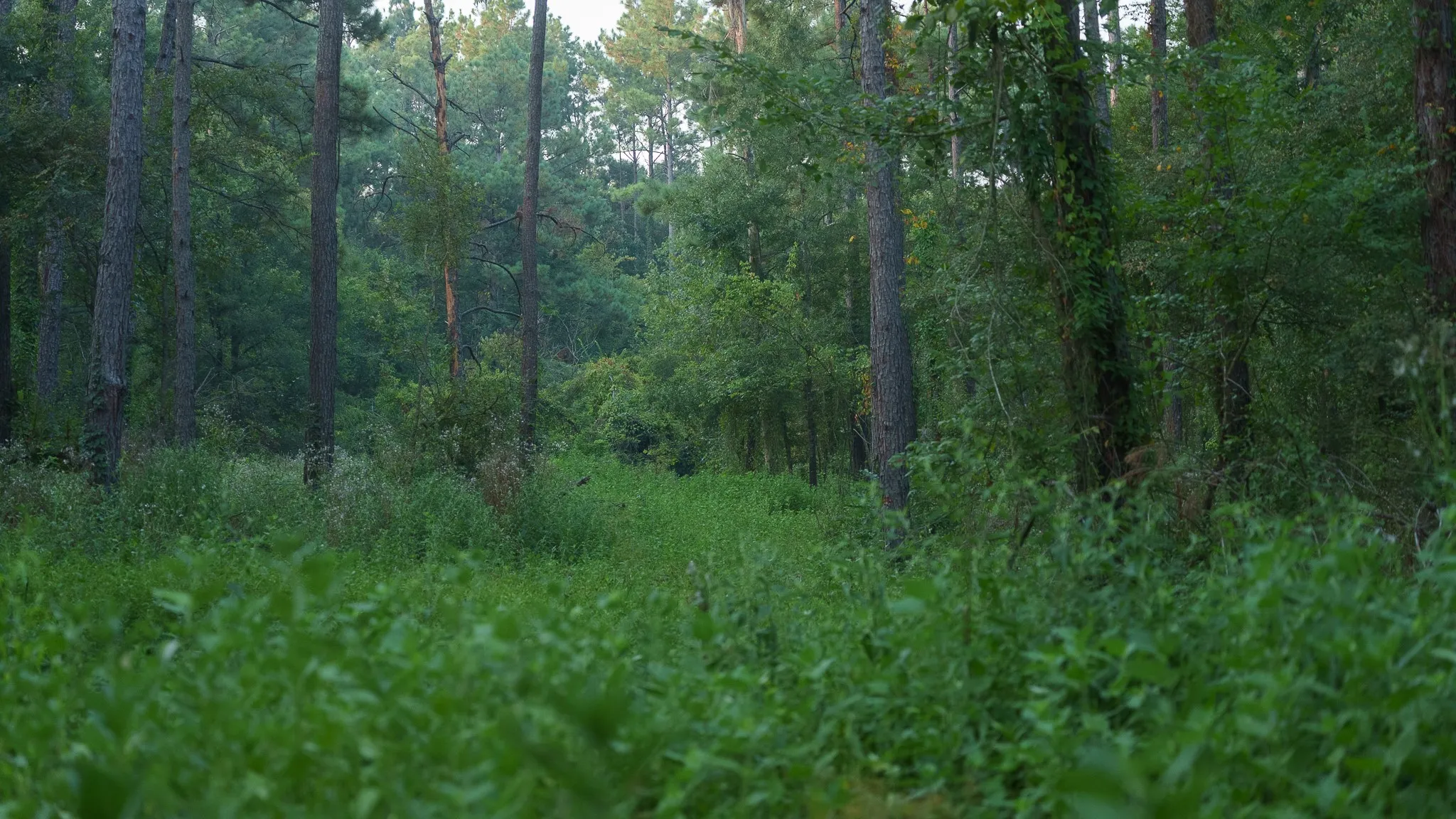 Farm For Sale in Rusk County , TBD Cr 461, Laneville, Texas 75667, 1 Bedroom, 2 Bathroom, 1 Garage spaces, 2,000 Sqft, built in 2009, Price $1,600,000, mls#21337099, Real Estate Agent in Laneville, Homes For Sale in Rusk county, Homes For Sale in Laneville, Realtor in Laneville Texas, Real Estate Brokerage Independent Realty Texas, Luminita Cordes Realtor