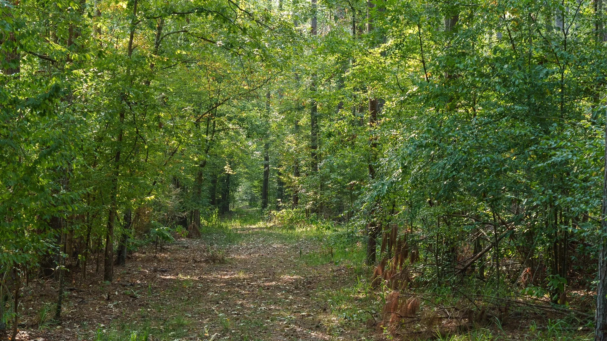 Farm For Sale in Rusk County , TBD Cr 461, Laneville, Texas 75667, 1 Bedroom, 2 Bathroom, 1 Garage spaces, 2,000 Sqft, built in 2009, Price $1,600,000, mls#21337099, Real Estate Agent in Laneville, Homes For Sale in Rusk county, Homes For Sale in Laneville, Realtor in Laneville Texas, Real Estate Brokerage Independent Realty Texas, Luminita Cordes Realtor