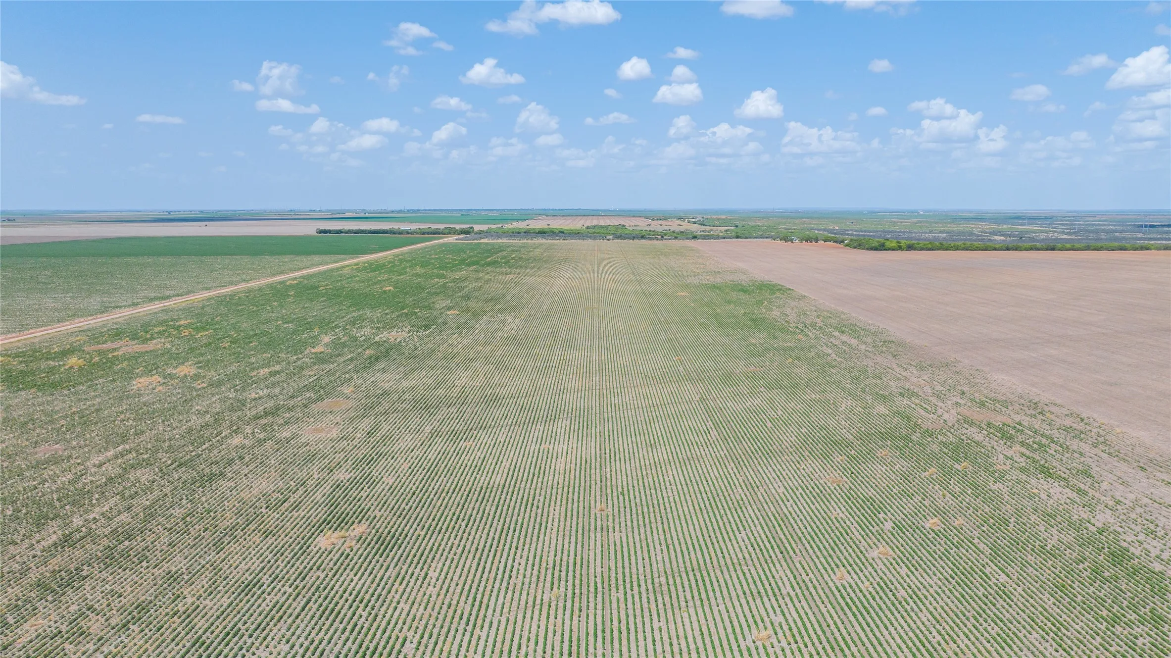 Ranch For Sale in Jones County , 11270 County Road 202, Avoca, Texas 79503, 0, 0, Garage spaces, 0 Sqft, built in 1930, Price $1,799,999, mls#21359432, Real Estate Agent in Avoca, Homes For Sale in Jones county, Homes For Sale in Avoca, Realtor in Avoca Texas, Real Estate Brokerage Independent Realty Texas, Luminita Cordes Realtor