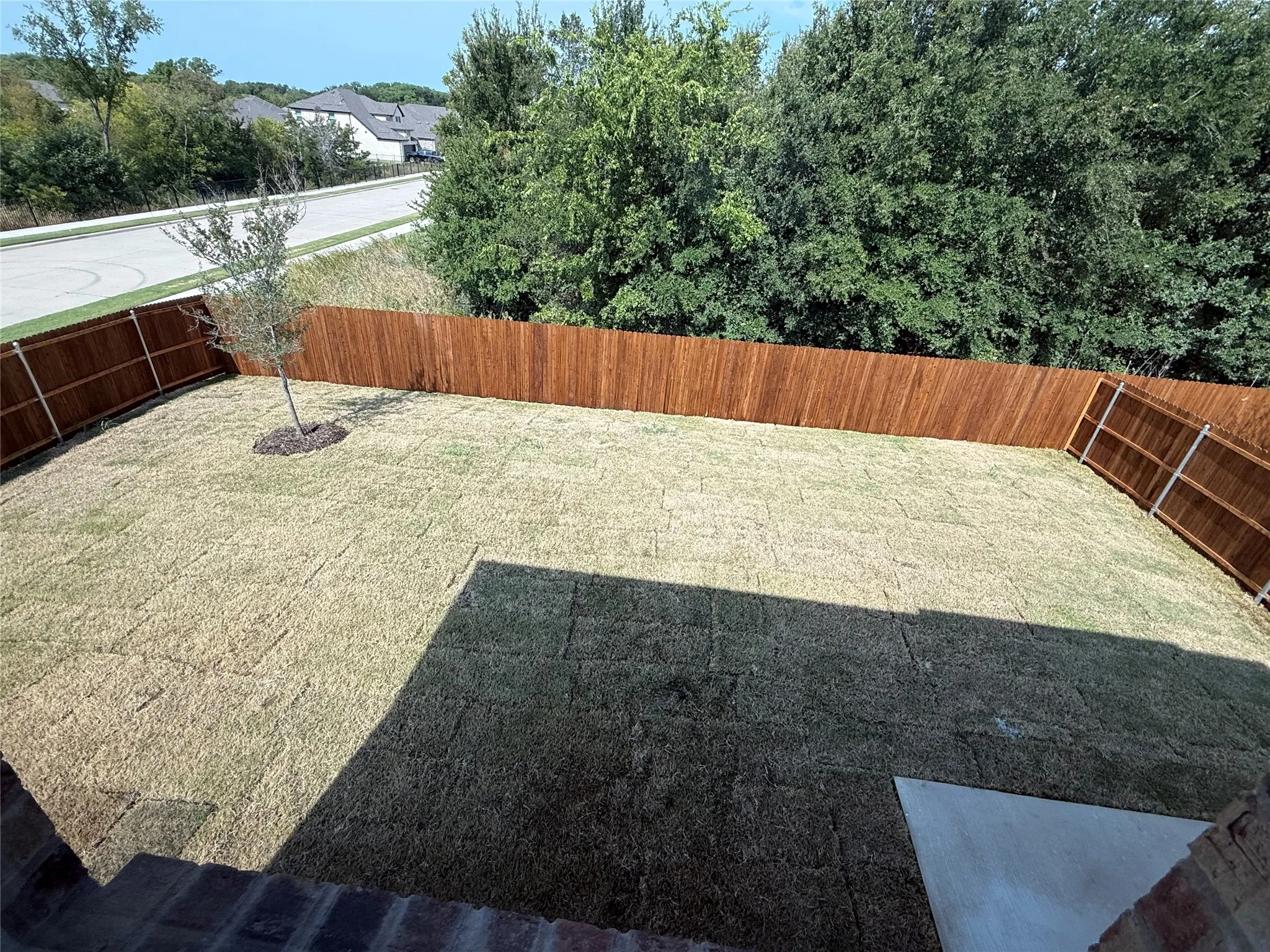 Expansive backyard with a new sod lawn and a newly planted tree