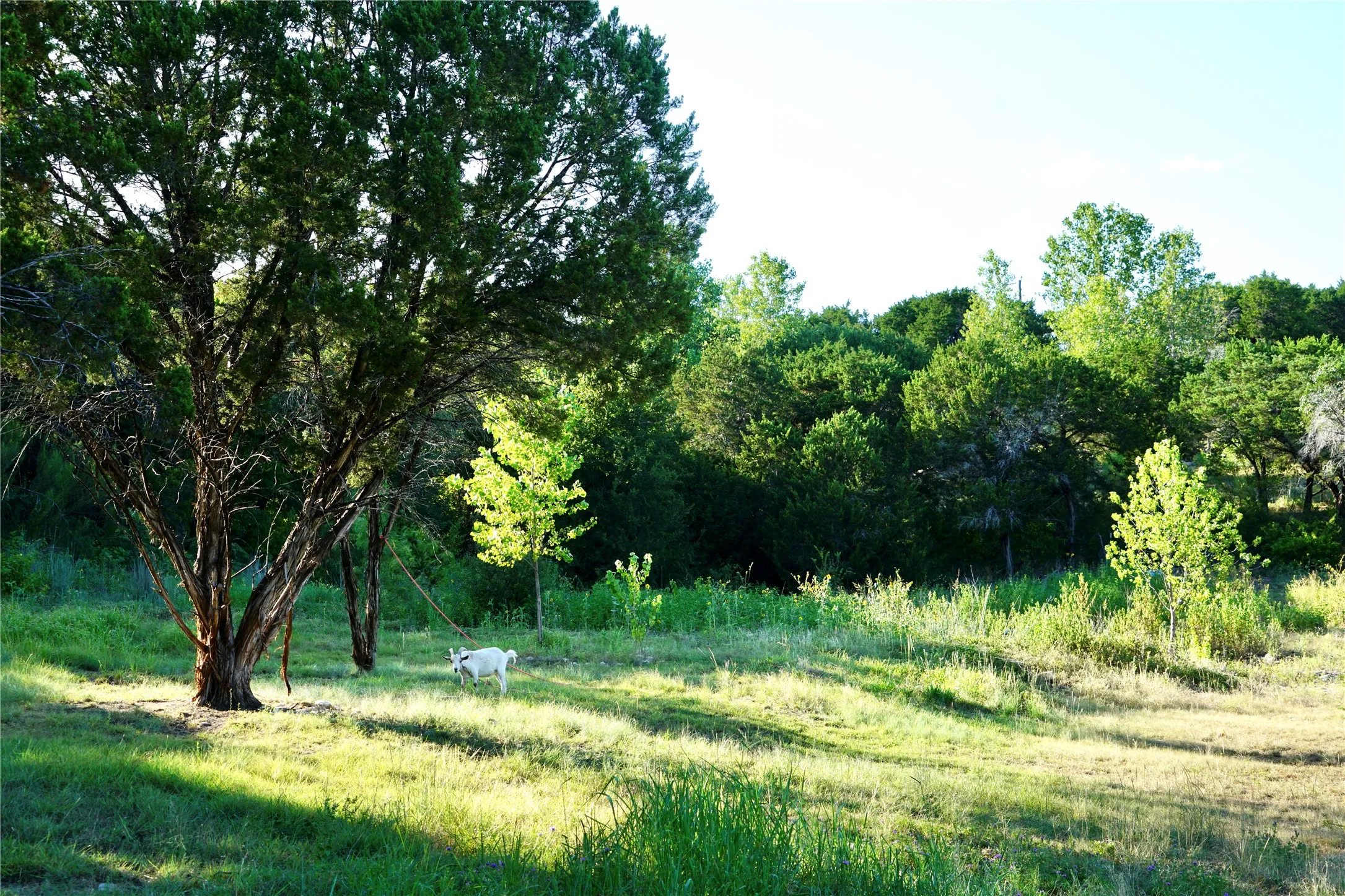 Single Family Residence For Sale in Somervell County , 1394 County Road 313 Spur, Glen Rose, Texas 76043, 2 Bedroom, 2 Bathroom, Garage spaces, 1,270 Sqft, built in 2022, mls#21358902, Real Estate Agent in Glen Rose, Homes For Sale in Somervell county, Homes For Sale in Glen Rose, Realtor in Glen Rose Texas, Real Estate Brokerage Independent Realty Texas, Luminita Cordes Realtor