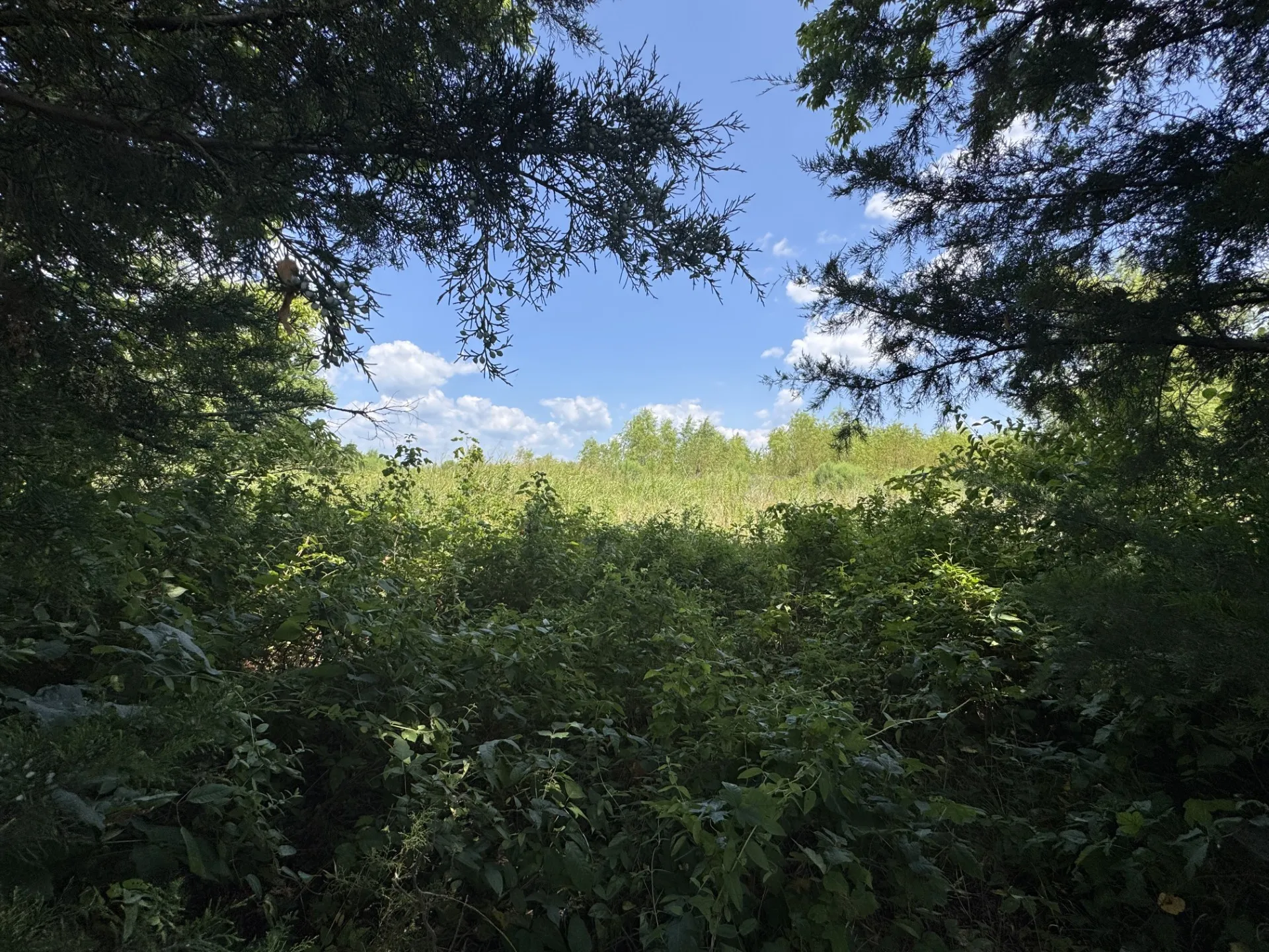 Unimproved Land For Sale in Red River (TX) County , 7425 FM 114, Clarksville, Texas 75426, 0, 0, Garage spaces, 0 Sqft, built in 0, Price $49,000, mls#21351094, Real Estate Agent in Clarksville, Homes For Sale in Red River (TX) county, Homes For Sale in Clarksville, Realtor in Clarksville Texas, Real Estate Brokerage Independent Realty Texas, Luminita Cordes Realtor