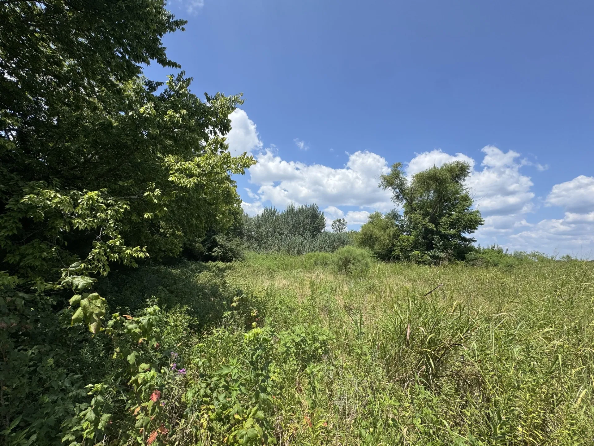 Unimproved Land For Sale in Red River (TX) County , 7425 FM 114, Clarksville, Texas 75426, 0, 0, Garage spaces, 0 Sqft, built in 0, Price $49,000, mls#21351094, Real Estate Agent in Clarksville, Homes For Sale in Red River (TX) county, Homes For Sale in Clarksville, Realtor in Clarksville Texas, Real Estate Brokerage Independent Realty Texas, Luminita Cordes Realtor