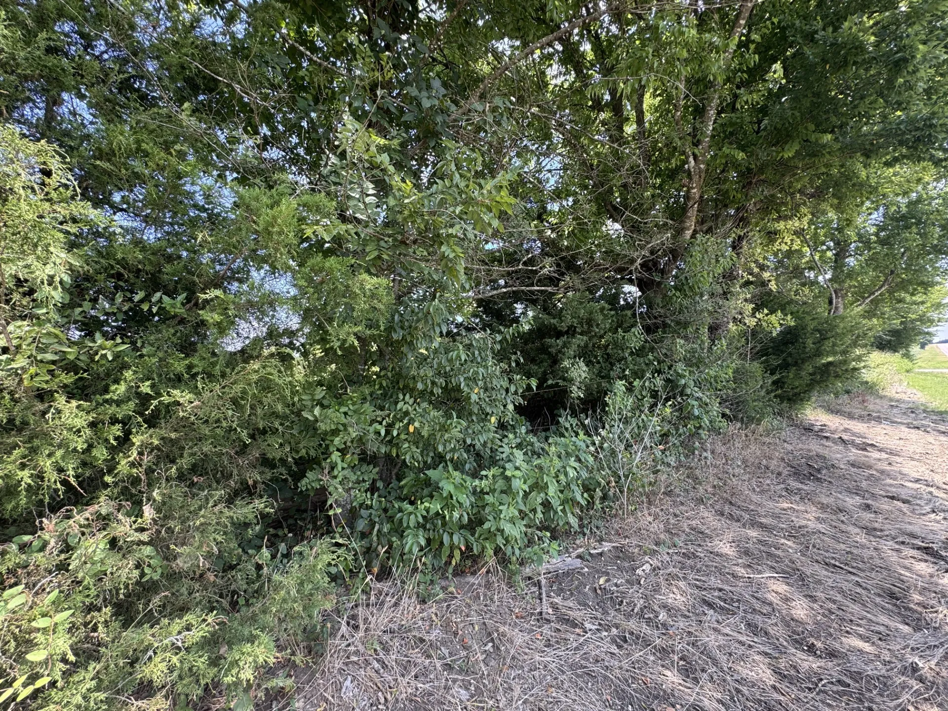 Unimproved Land For Sale in Red River (TX) County , 7425 FM 114, Clarksville, Texas 75426, 0, 0, Garage spaces, 0 Sqft, built in 0, Price $49,000, mls#21351094, Real Estate Agent in Clarksville, Homes For Sale in Red River (TX) county, Homes For Sale in Clarksville, Realtor in Clarksville Texas, Real Estate Brokerage Independent Realty Texas, Luminita Cordes Realtor
