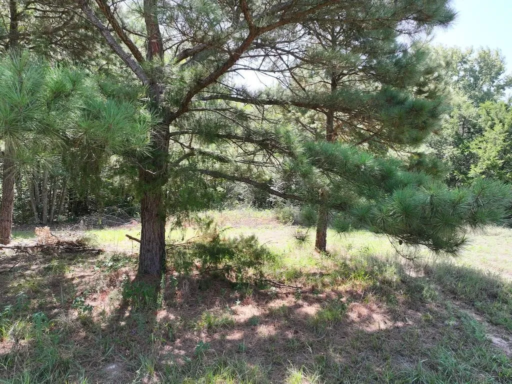Unimproved Land For Sale in Upshur County , 0 State Highway 154 W, Big Sandy, Texas 75755, 0, 0, Garage spaces, 0 Sqft, built in 0, Price $130,000, mls#21359980, Real Estate Agent in Big Sandy, Homes For Sale in Upshur county, Homes For Sale in Big Sandy, Realtor in Big Sandy Texas, Real Estate Brokerage Independent Realty Texas, Luminita Cordes Realtor