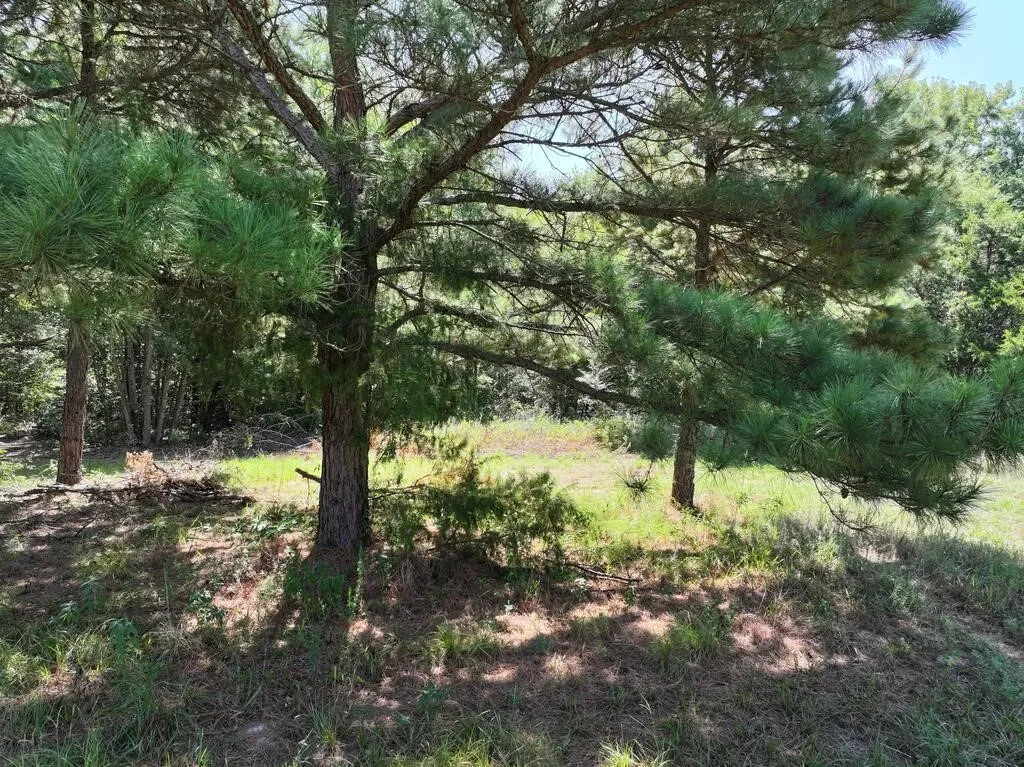 Unimproved Land For Sale in Upshur County , 0 State Highway 154 W, Big Sandy, Texas 75755, 0, 0, Garage spaces, 0 Sqft, built in 0, Price $130,000, mls#21359980, Real Estate Agent in Big Sandy, Homes For Sale in Upshur county, Homes For Sale in Big Sandy, Realtor in Big Sandy Texas, Real Estate Brokerage Independent Realty Texas, Luminita Cordes Realtor