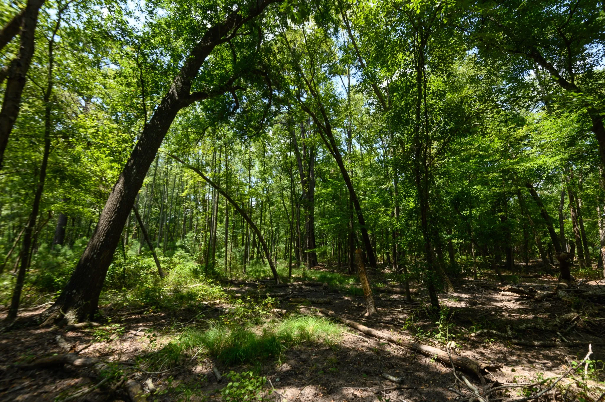 Single Family Residence For Sale in Cherokee County , 4480 Fm 2137 N, Bullard, Texas 75757, 4 Bedroom, 5 Bathroom, Garage spaces, 7,314 Sqft, built in 2001, mls#21337510, Real Estate Agent in Bullard, Homes For Sale in Cherokee county, Homes For Sale in Bullard, Realtor in Bullard Texas, Real Estate Brokerage Independent Realty Texas, Luminita Cordes Realtor