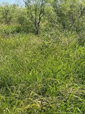 Unimproved Land For Sale in Coleman County , 912 O D Lane, Coleman, Texas 76834, 0, 0, Garage spaces, 0 Sqft, built in 0, Price $219,900, mls#21360131, Real Estate Agent in Coleman, Homes For Sale in Coleman county, Homes For Sale in Coleman, Realtor in Coleman Texas, Real Estate Brokerage Independent Realty Texas, Luminita Cordes Realtor