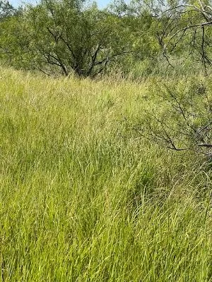 Unimproved Land For Sale in Coleman County , 912 O D Lane, Coleman, Texas 76834, 0, 0, Garage spaces, 0 Sqft, built in 0, Price $219,900, mls#21360131, Real Estate Agent in Coleman, Homes For Sale in Coleman county, Homes For Sale in Coleman, Realtor in Coleman Texas, Real Estate Brokerage Independent Realty Texas, Luminita Cordes Realtor