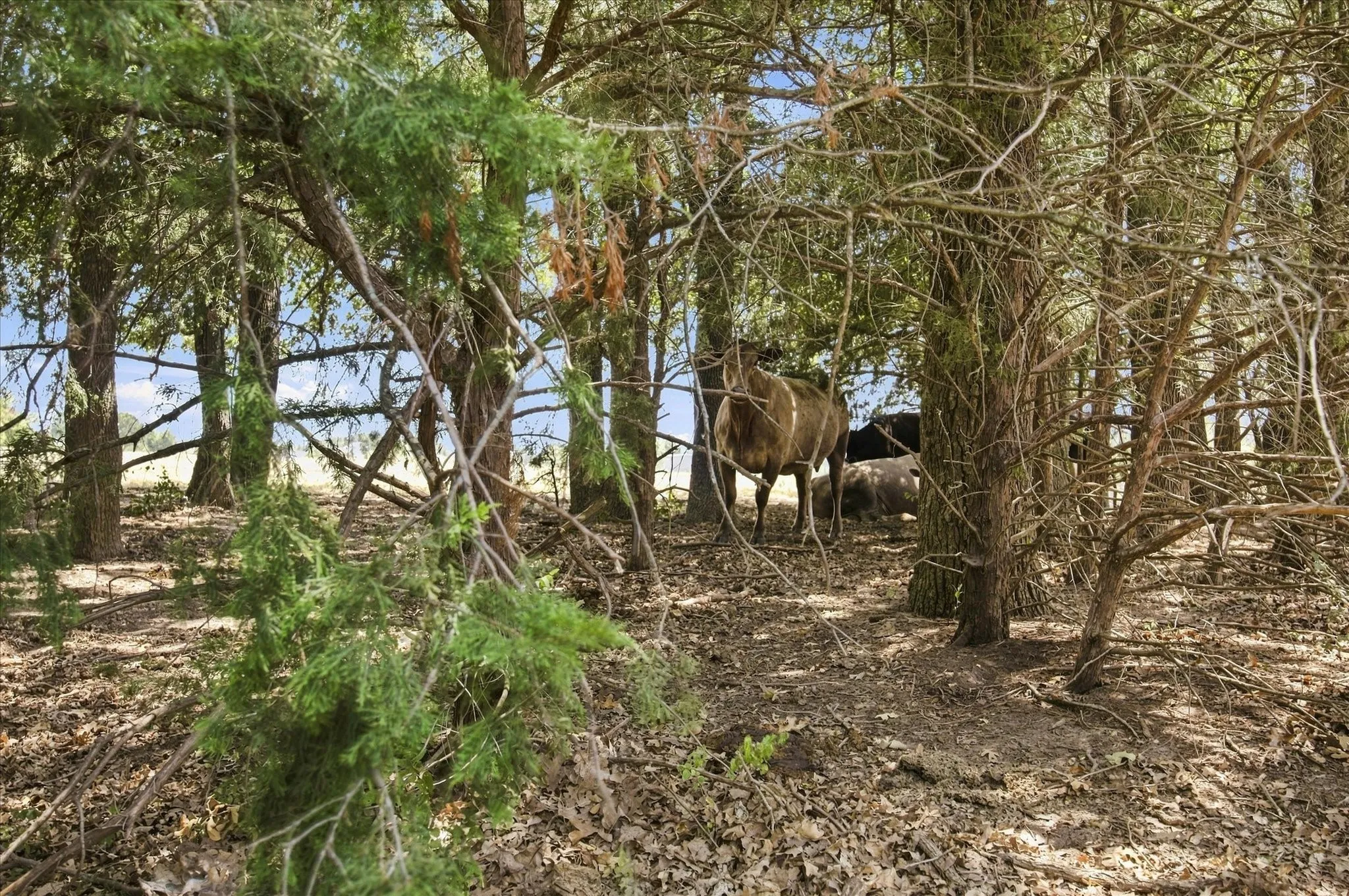 Unimproved Land For Sale in Kaufman County , 5467 Fm 987, Kaufman, Texas 75142, 0, 0, Garage spaces, 0 Sqft, built in 0, Price $385,000, mls#21359137, Real Estate Agent in Kaufman, Homes For Sale in Kaufman county, Homes For Sale in Kaufman, Realtor in Kaufman Texas, Real Estate Brokerage Independent Realty Texas, Luminita Cordes Realtor