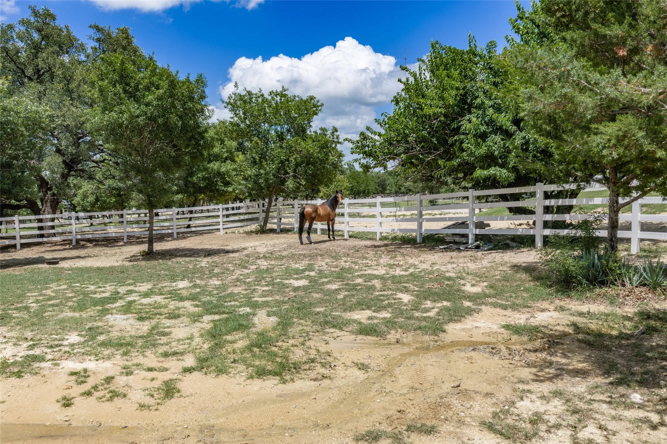 Expansive outdoor space featuring a white multi-rail fence, mature trees, and natural ground cover