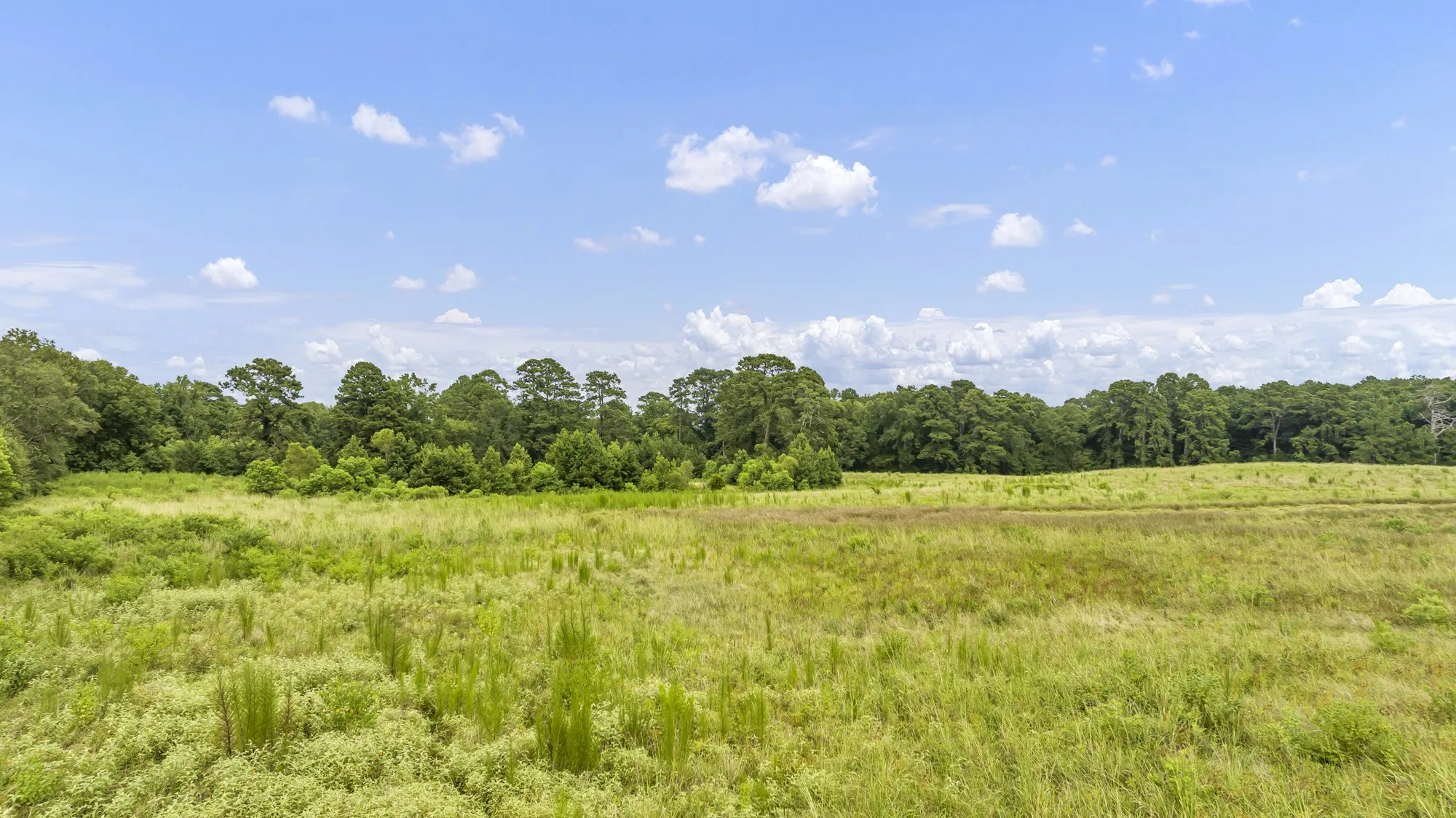 Expansive open field featuring natural grasses and distant mature trees