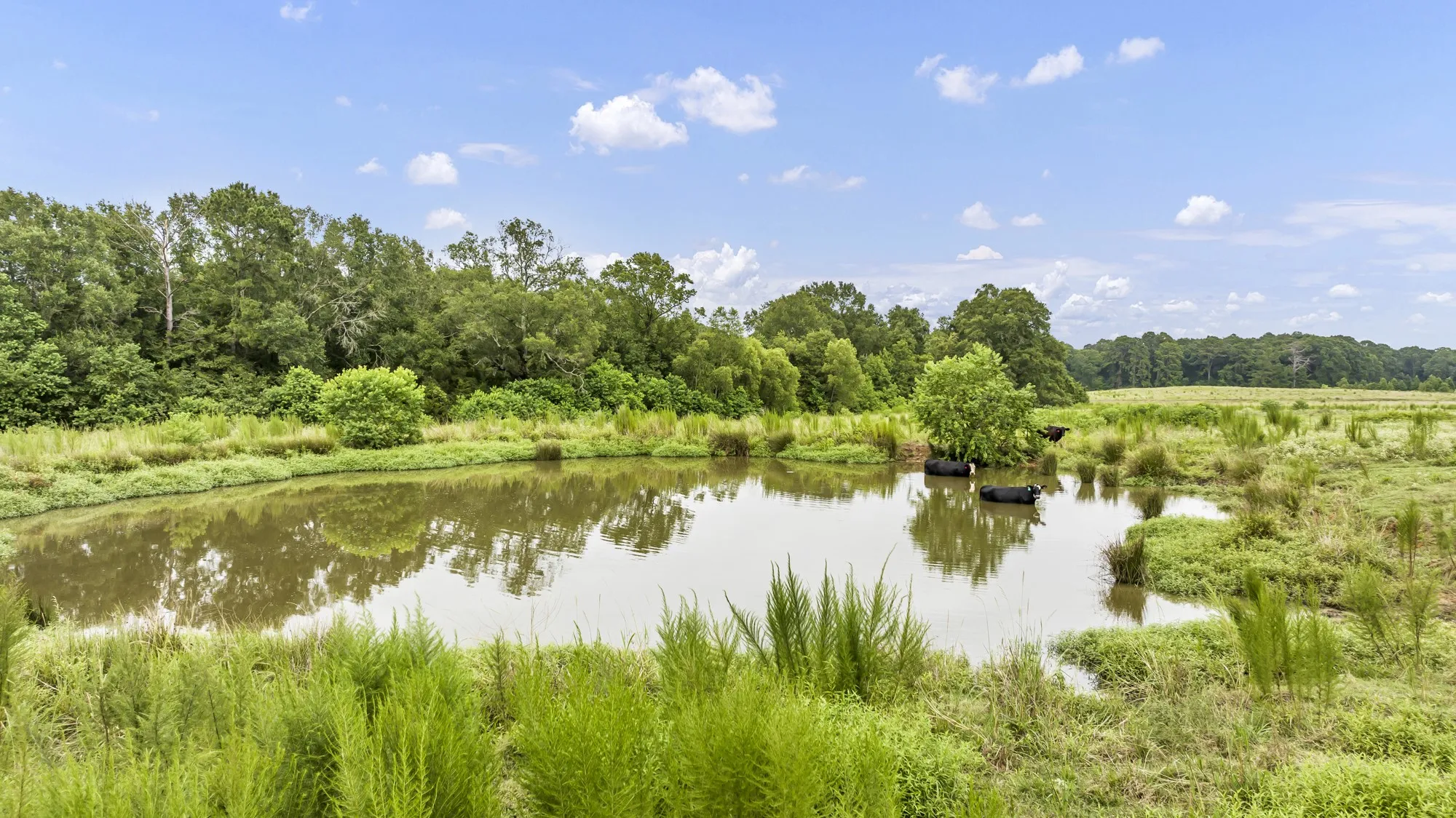 Pond with natural banks surrounded by green foliage and distant tree lines
