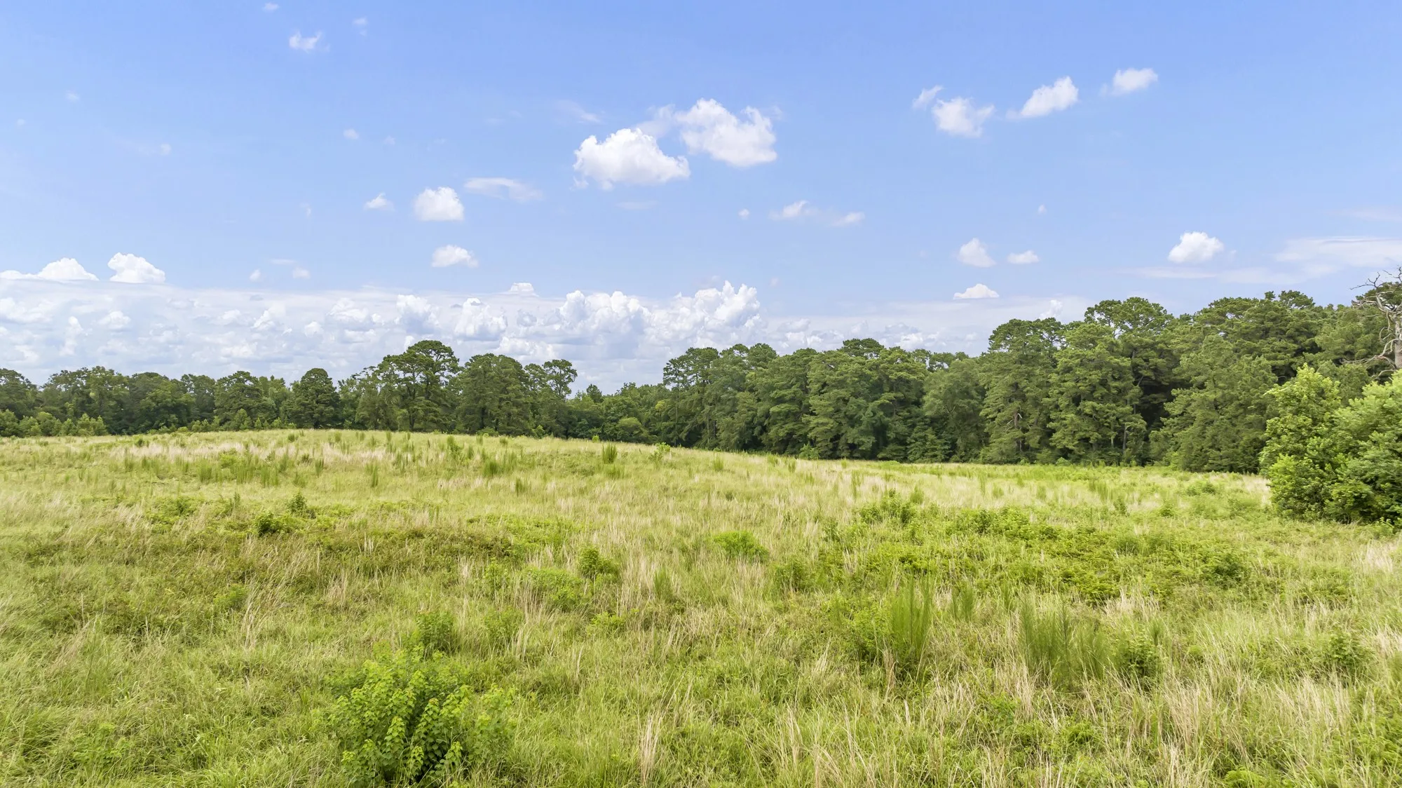 Expansive open field with natural grass and varied vegetation, bordered by a dense tree line