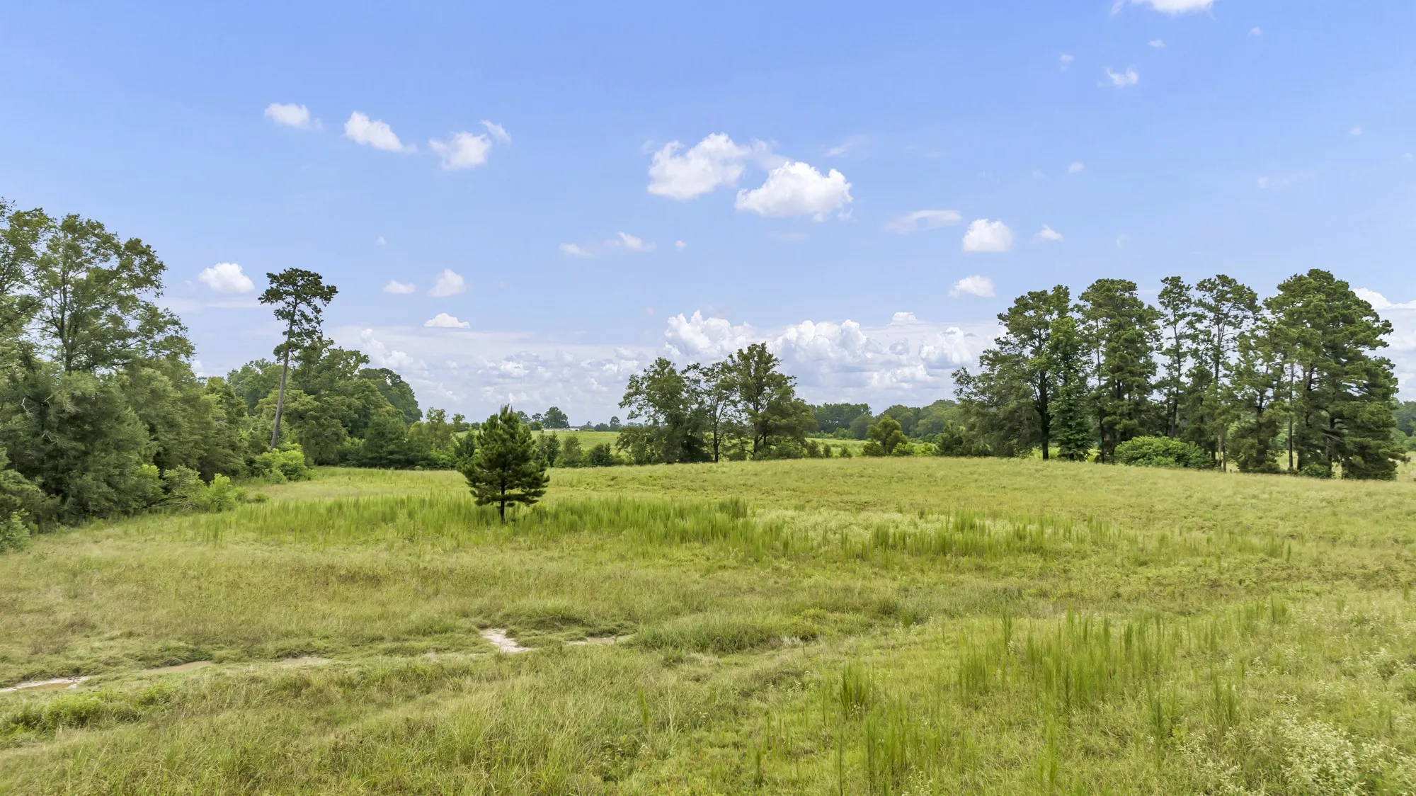 Expansive grassy field with scattered trees and a distant tree line