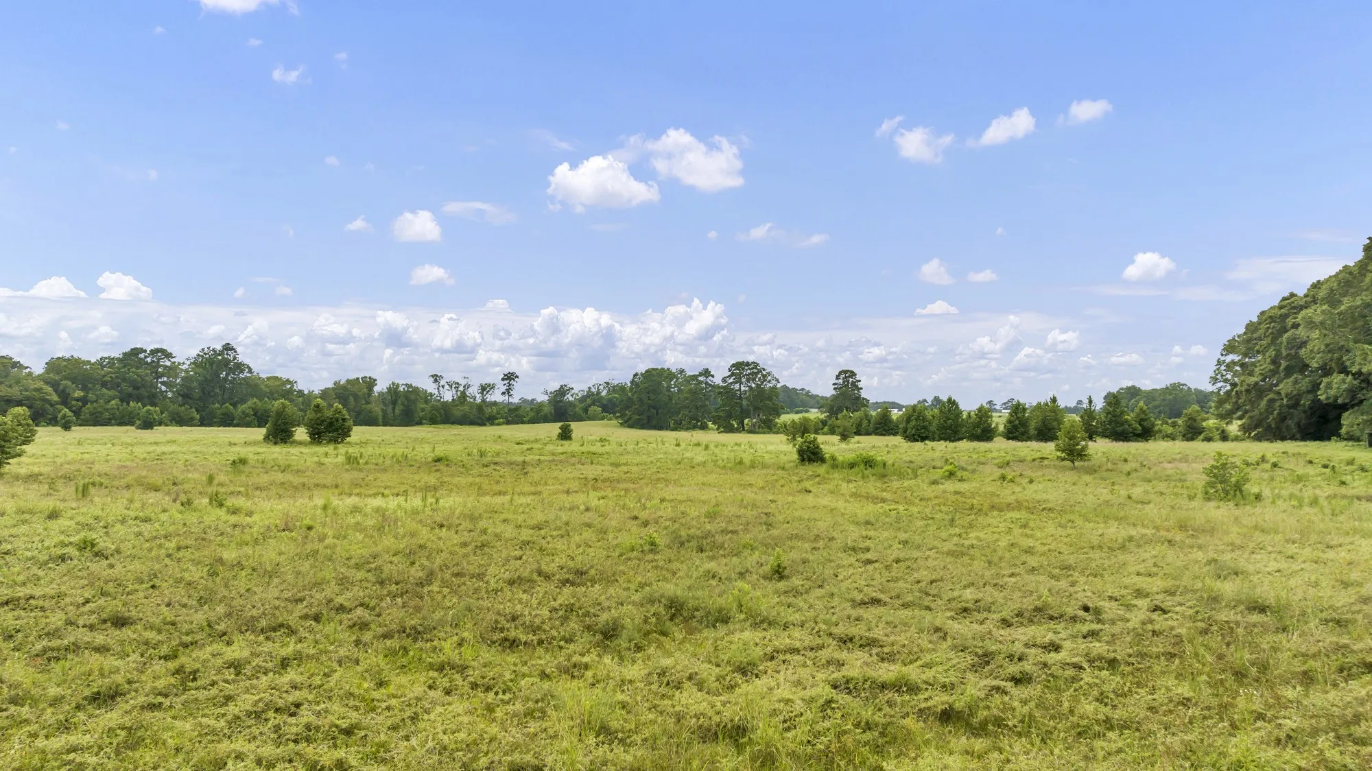 Expansive open field with natural grass
