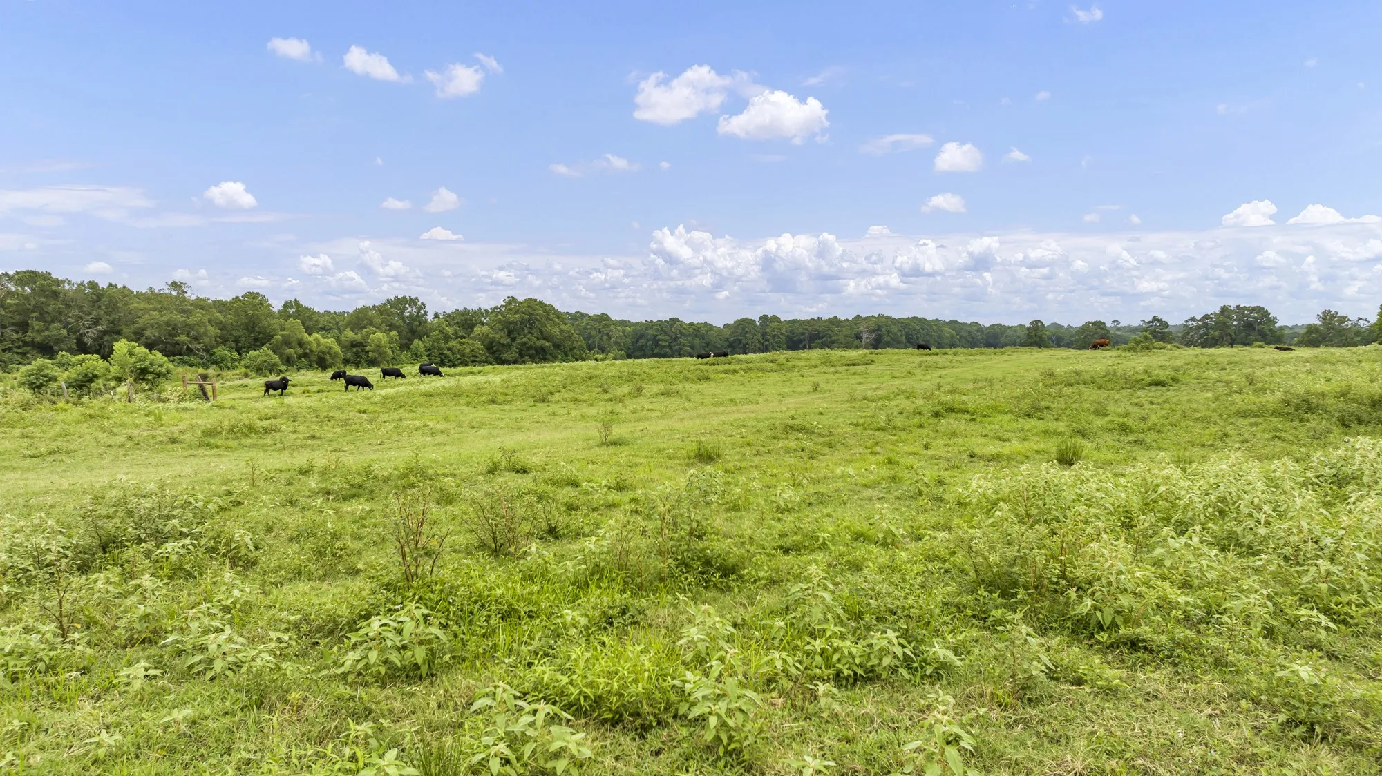 Expansive green field surrounded by a tree line