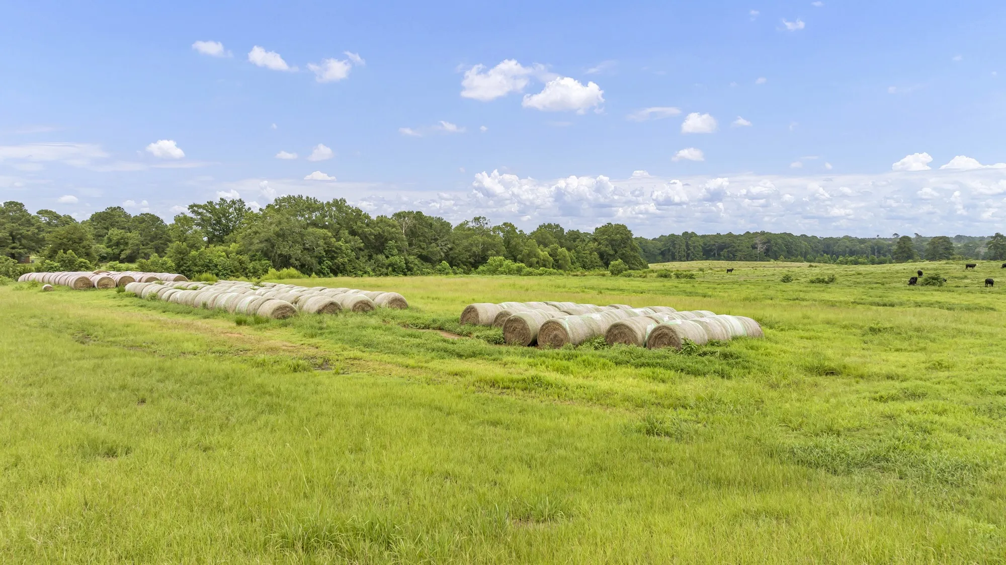 Unimproved Land For Sale in Panola County , TBD County Road 435, No City, Texas 75974, 0, 0, Garage spaces, 0 Sqft, built in 0, mls#21360307, Real Estate Agent in No City, Homes For Sale in Panola county, Homes For Sale in No City, Realtor in No City Texas, Real Estate Brokerage Independent Realty Texas, Luminita Cordes Realtor