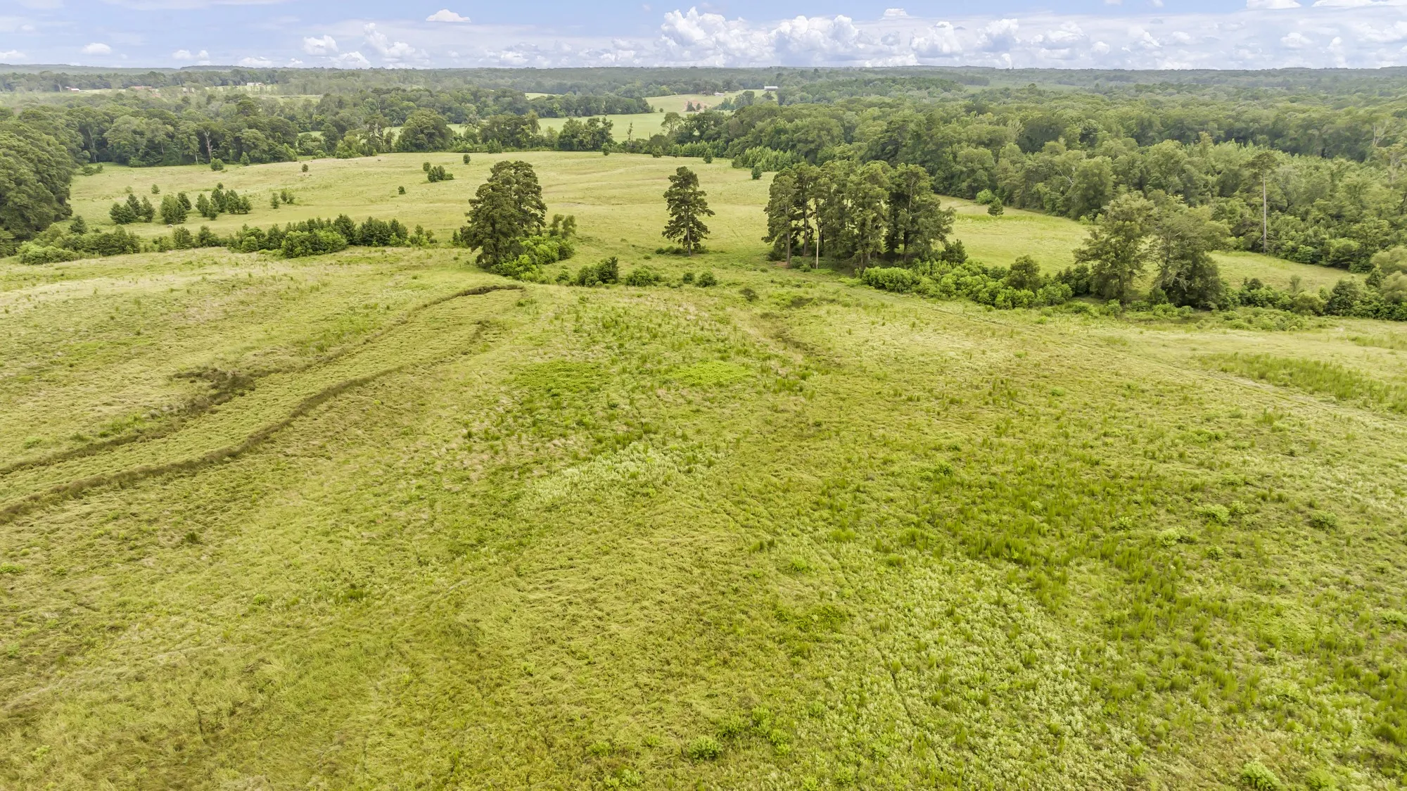 Expansive green acreage featuring a gentle slope, scattered mature trees, and dense perimeter forestry