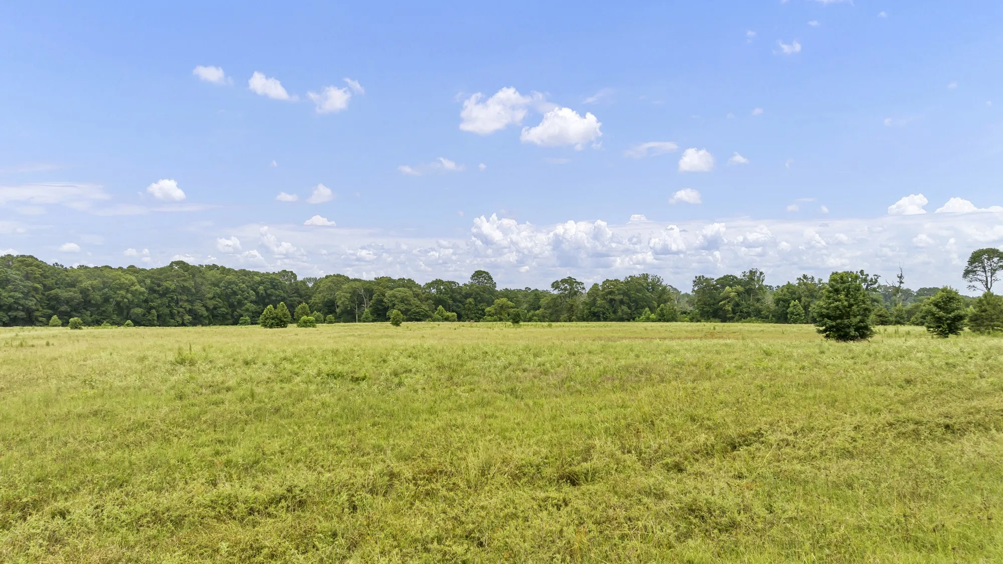 Expansive open field with natural grass and a distant tree line