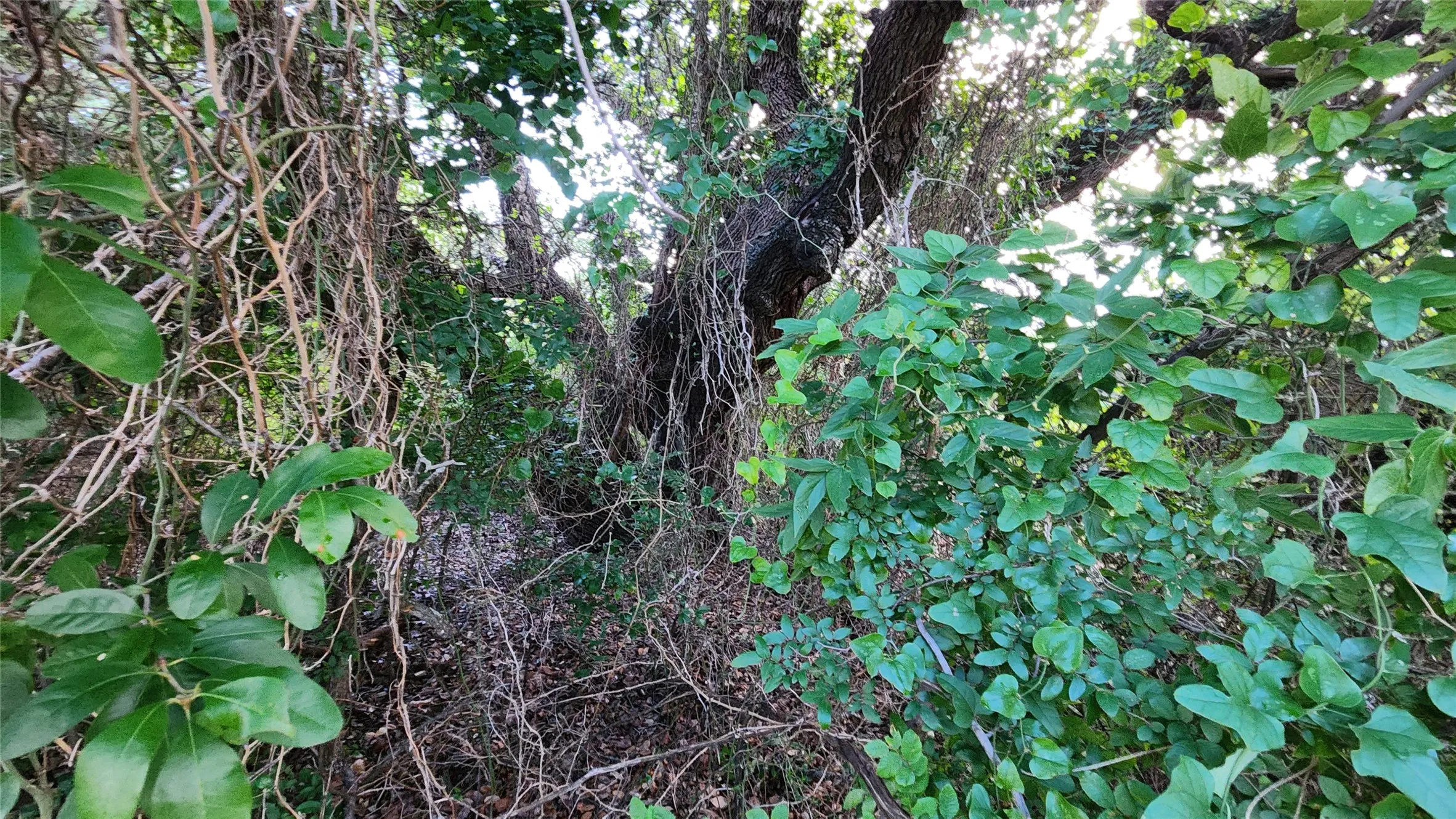 Unimproved Land For Sale in Hood County , 3012 Moon Court, Granbury, Texas 76049, 0, 0, Garage spaces, 0 Sqft, built in 0, Price $30,000, mls#21360332, Real Estate Agent in Granbury, Homes For Sale in Hood county, Homes For Sale in Granbury, Realtor in Granbury Texas, Real Estate Brokerage Independent Realty Texas, Luminita Cordes Realtor