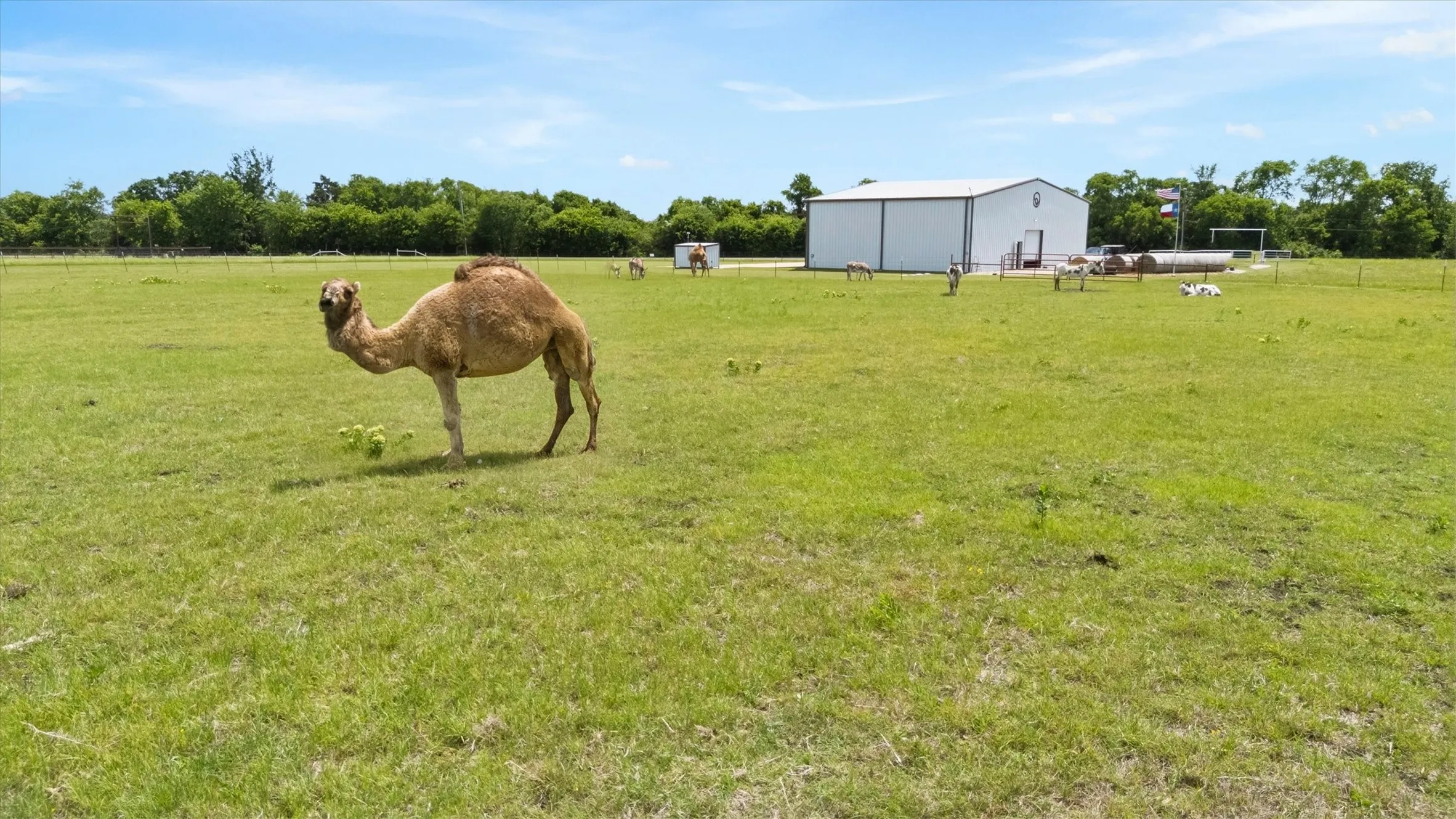 Farm For Sale in Collin County , 14705 County Road 545, Nevada, Texas 75173, 4 Bedroom, 4 Bathroom, 4 Garage spaces, 3,759 Sqft, built in 1997, mls#21360269, Real Estate Agent in Nevada, Homes For Sale in Collin county, Homes For Sale in Nevada, Realtor in Nevada Texas, Real Estate Brokerage Independent Realty Texas, Luminita Cordes Realtor