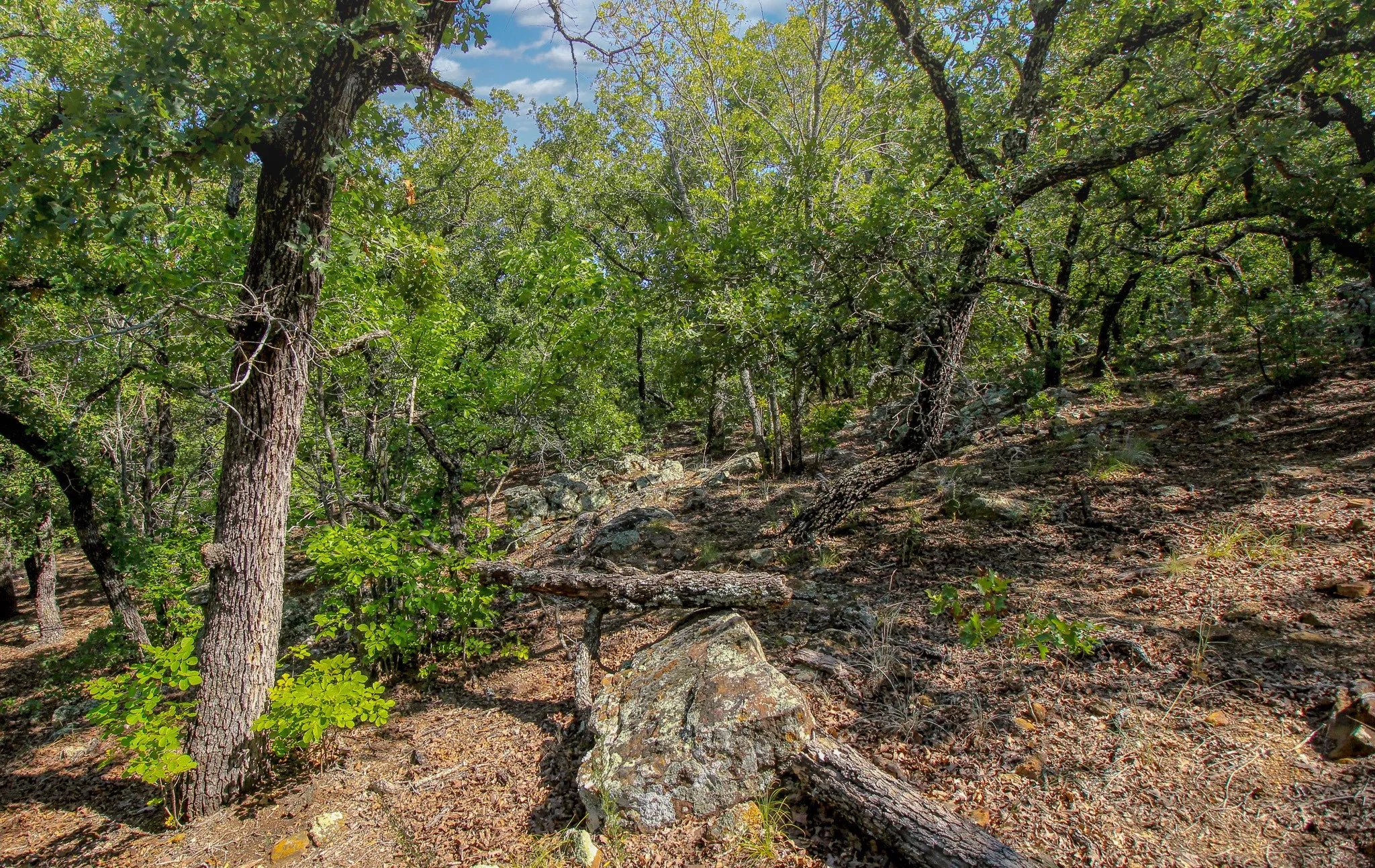 Ranch For Sale in Jack County , 8921 FM 4, Jacksboro, Texas 76458, 0, 0, Garage spaces, 0 Sqft, built in 0, mls#21360564, Real Estate Agent in Jacksboro, Homes For Sale in Jack county, Homes For Sale in Jacksboro, Realtor in Jacksboro Texas, Real Estate Brokerage Independent Realty Texas, Luminita Cordes Realtor