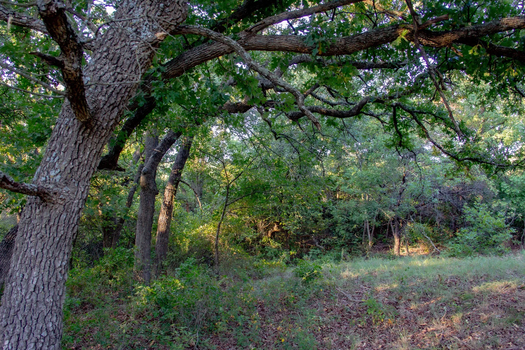 Ranch For Sale in Jack County , 8921 FM 4, Jacksboro, Texas 76458, 0, 0, Garage spaces, 0 Sqft, built in 0, mls#21360564, Real Estate Agent in Jacksboro, Homes For Sale in Jack county, Homes For Sale in Jacksboro, Realtor in Jacksboro Texas, Real Estate Brokerage Independent Realty Texas, Luminita Cordes Realtor