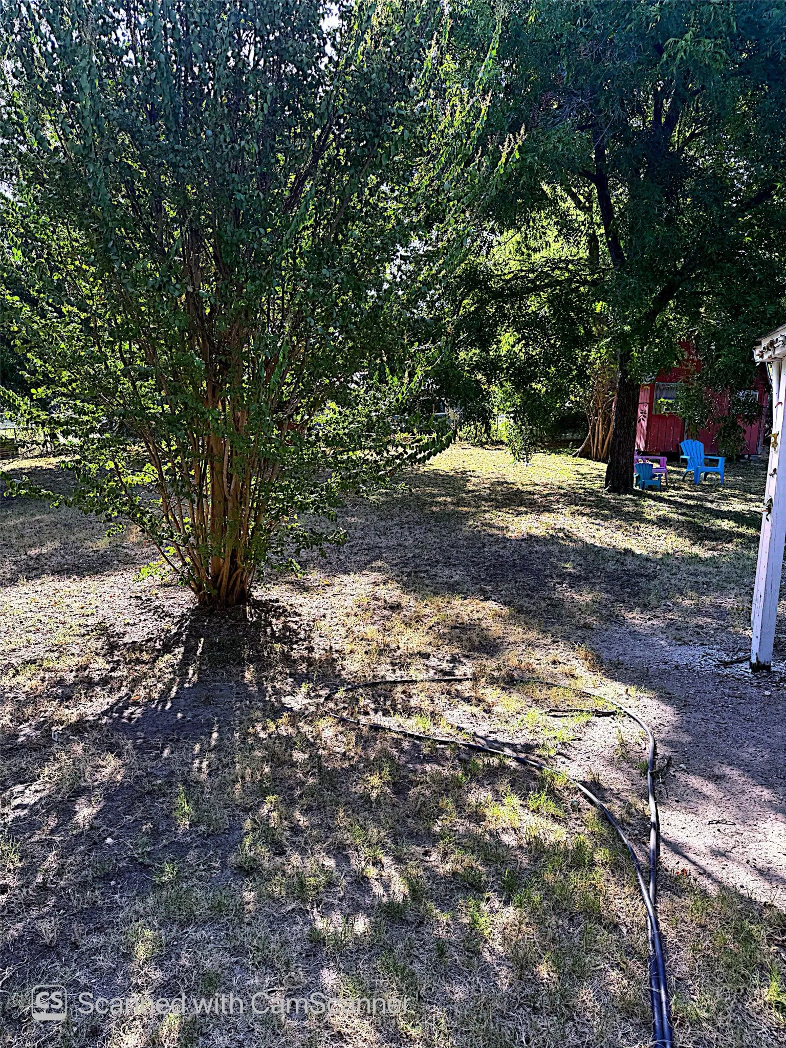 Expansive outdoor space featuring a mature leafy shrub and established trees