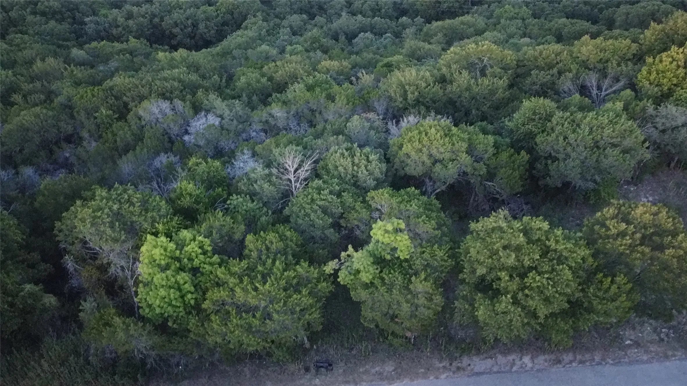 Mature tree canopy covering expansive land
