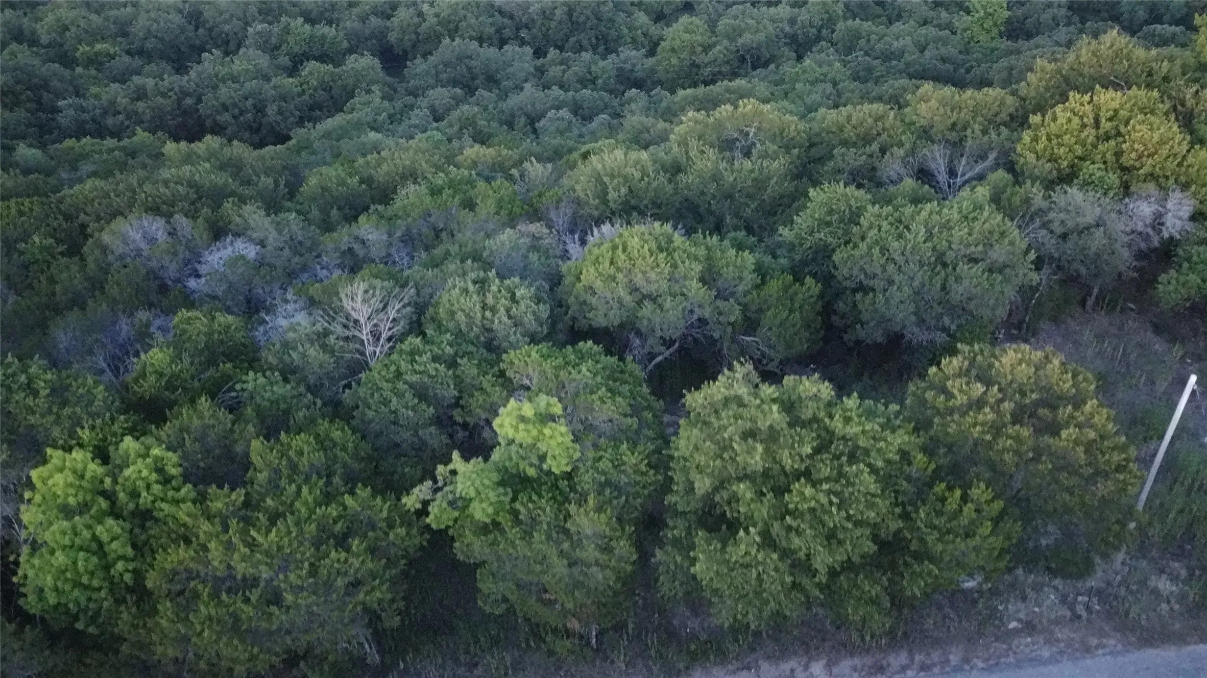 Dense tree canopy with varied foliage