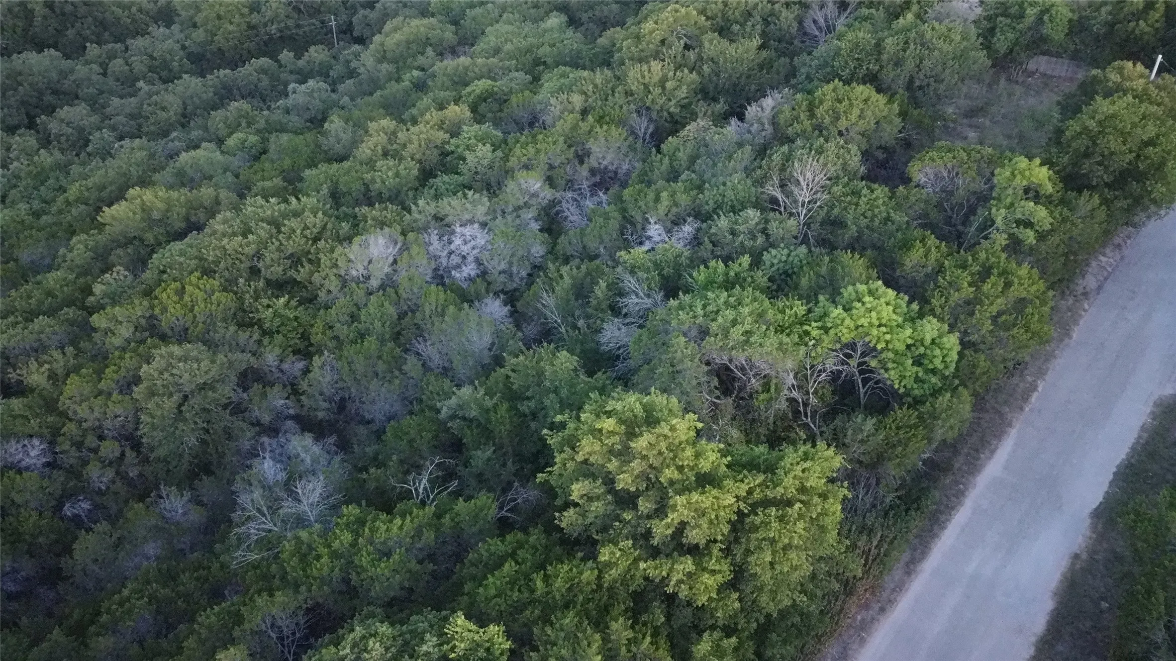 Extensive tree canopy with a natural landscape and a gravel road