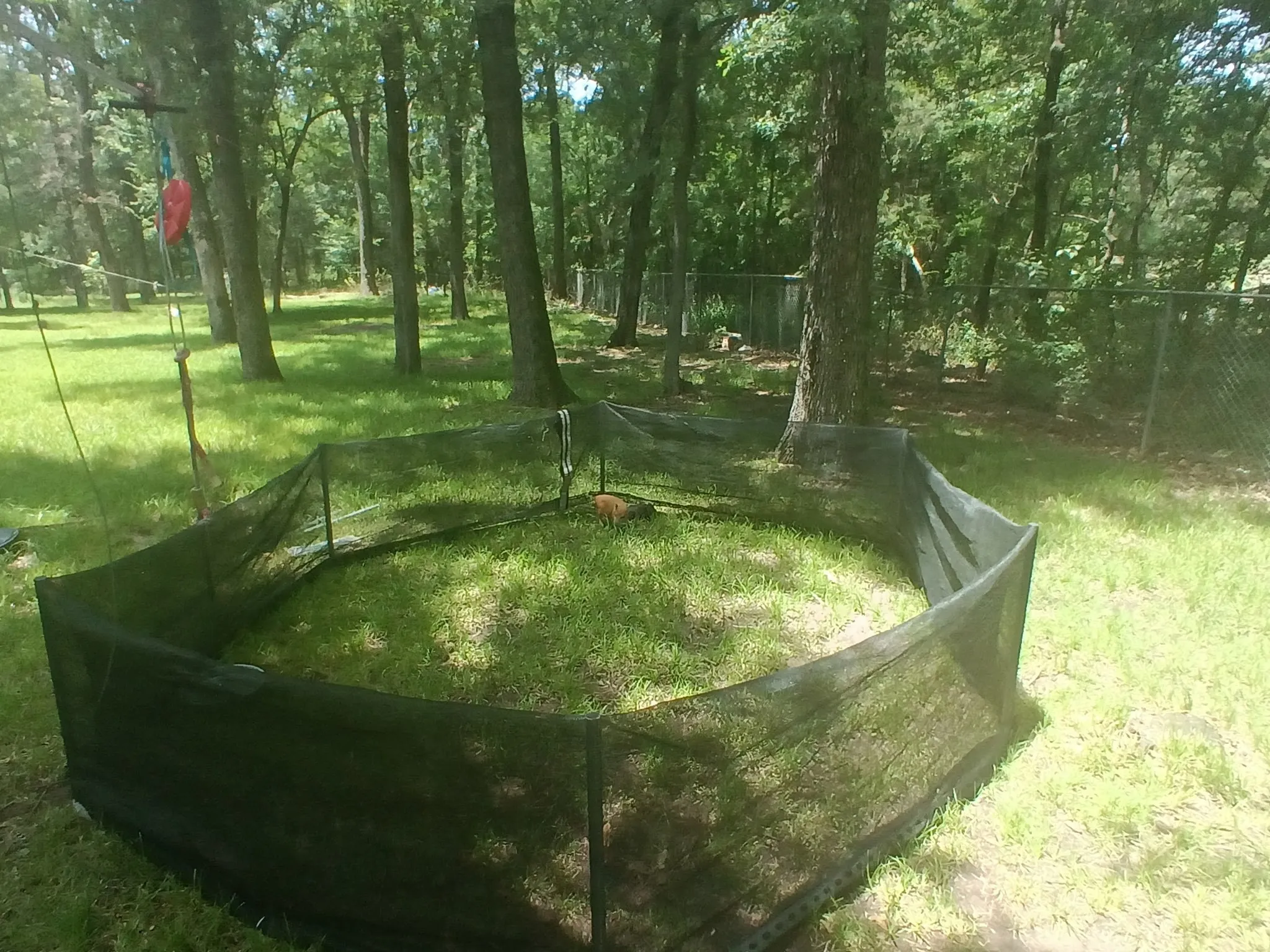 Beautiful backyard