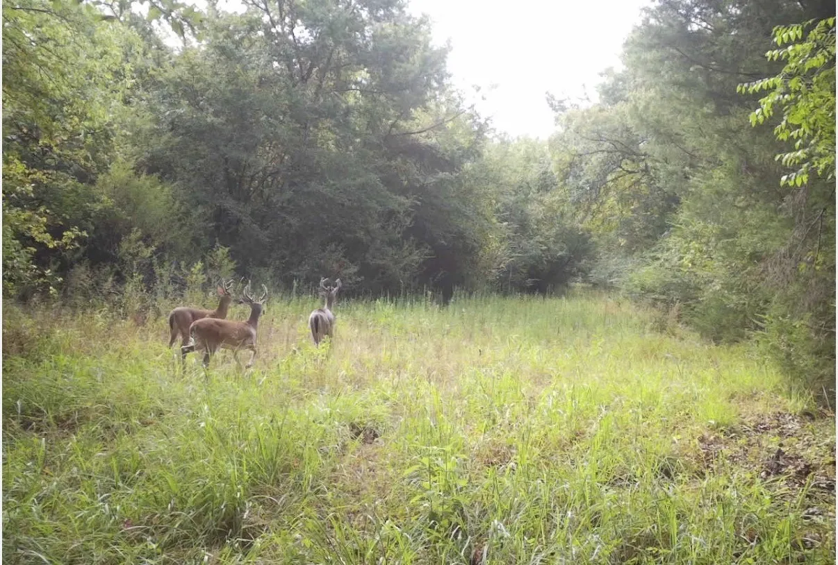 Unimproved Land For Sale in Kaufman County , TBD County Road 314, Terrell, Texas 75161, 0, 0, Garage spaces, 0 Sqft, built in 0, Price $1,100,640, mls#21360740, Real Estate Agent in Terrell, Homes For Sale in Kaufman county, Homes For Sale in Terrell, Realtor in Terrell Texas, Real Estate Brokerage Independent Realty Texas, Luminita Cordes Realtor