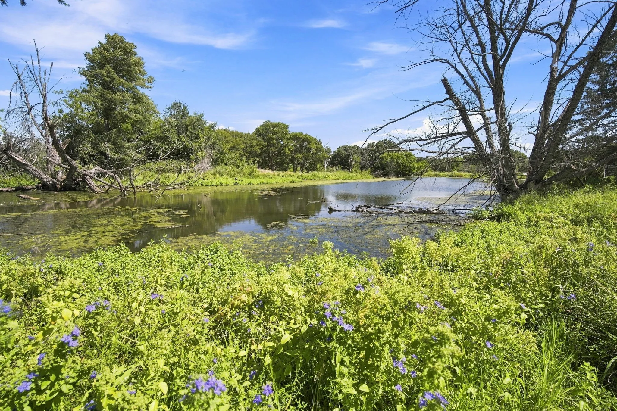 Part of stocked pond