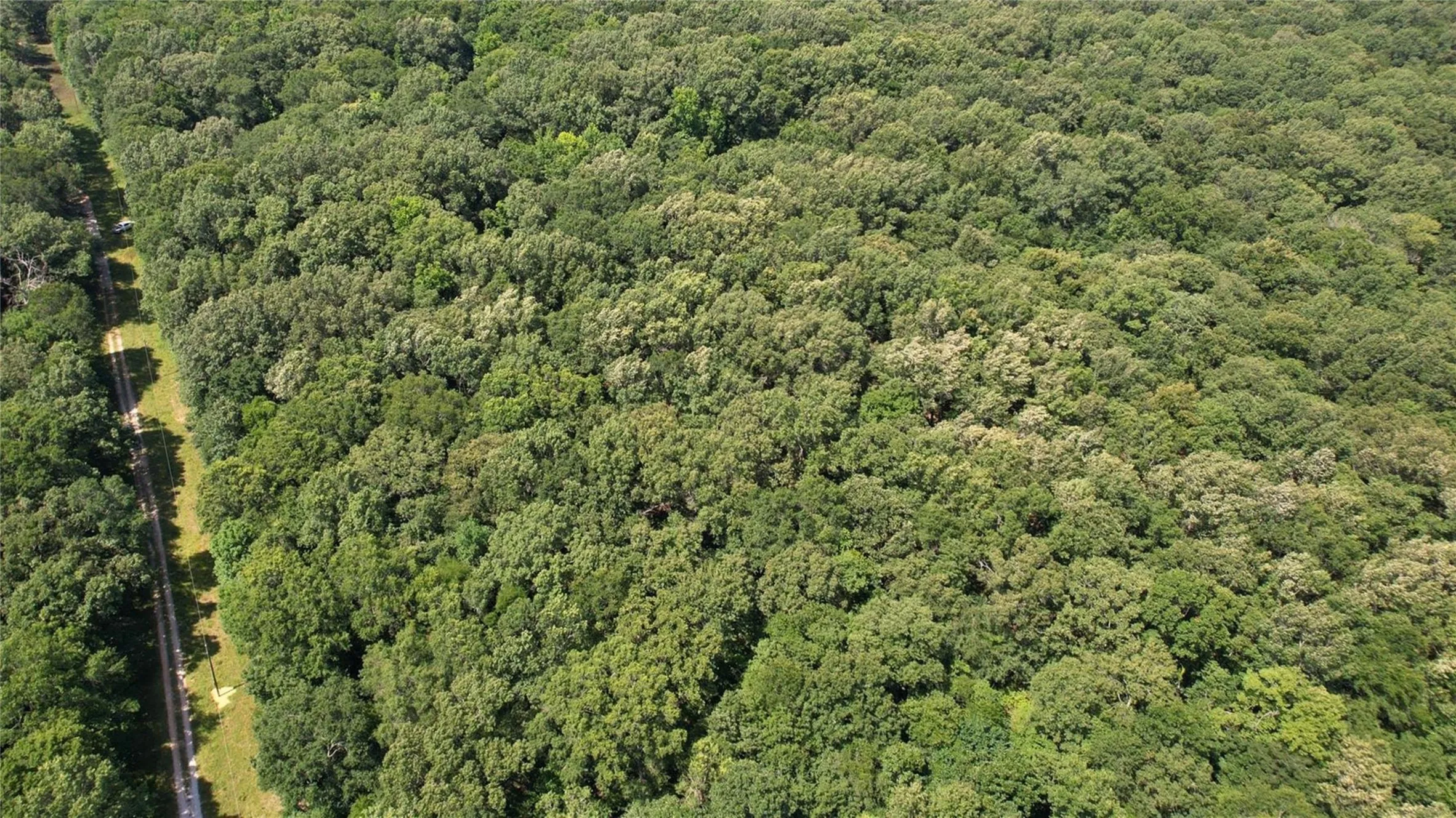 Expansive wooded acreage featuring a cleared linear pathway