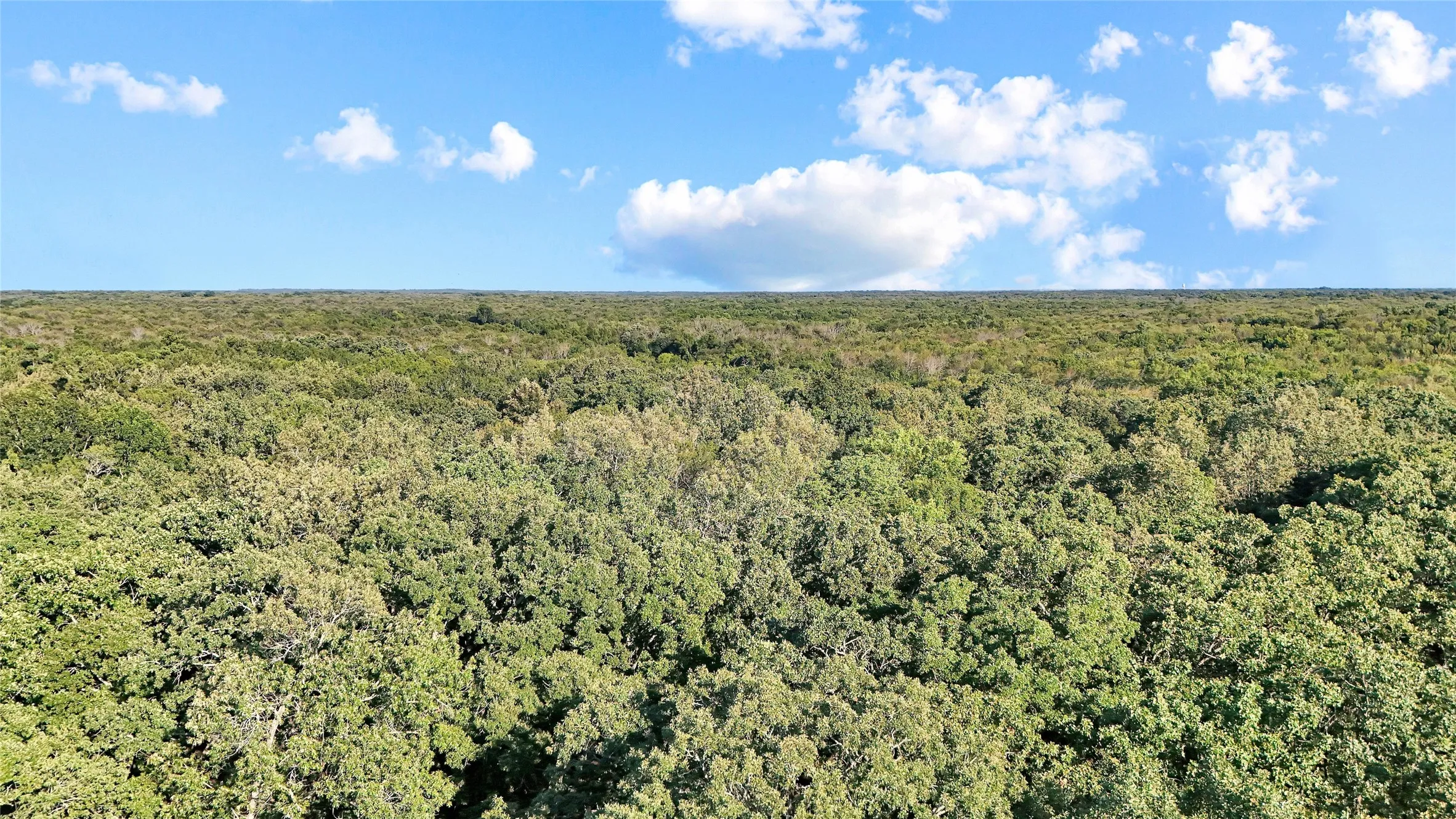 Expansive treed landscape with a consistent tree canopy