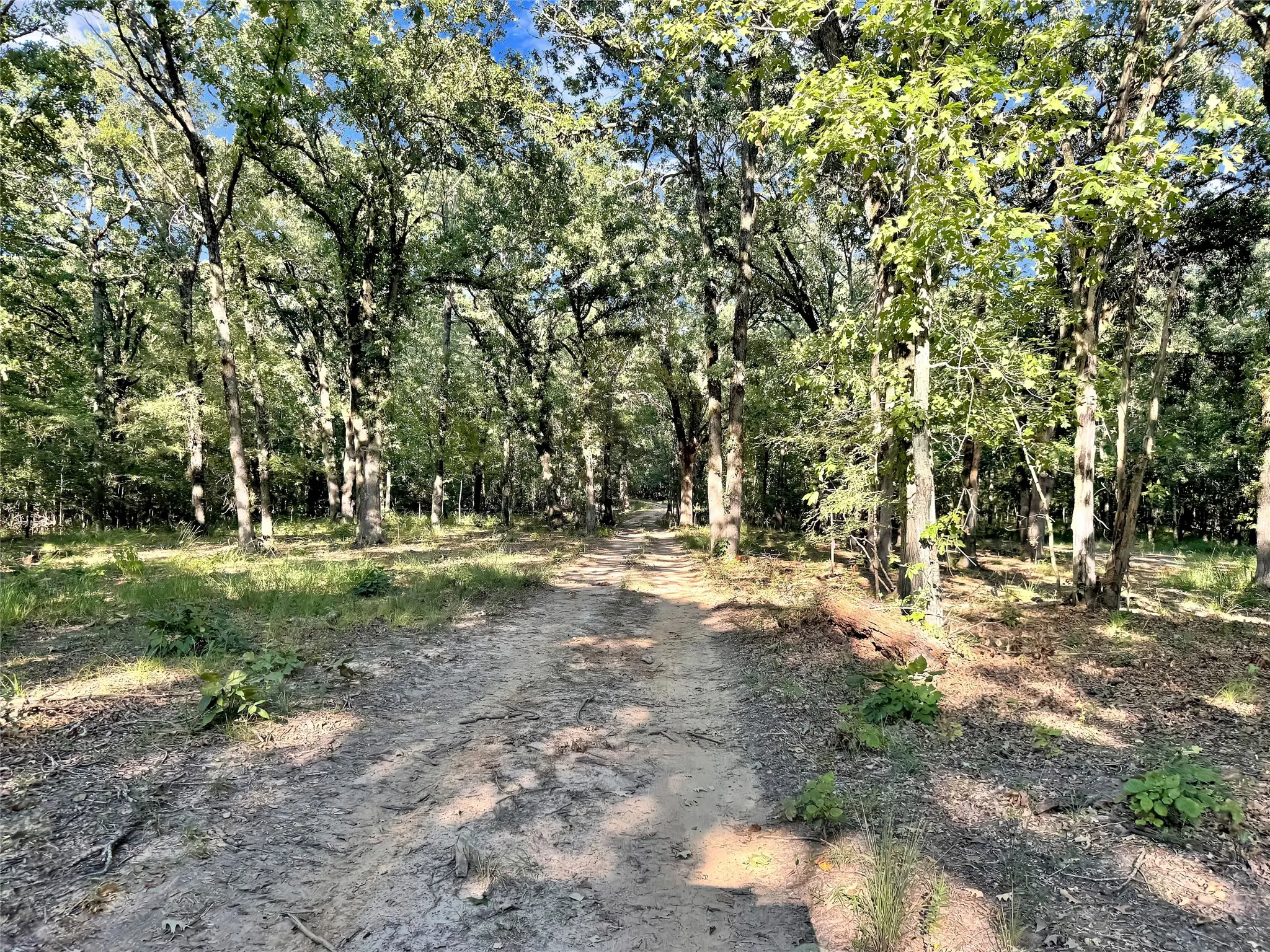 Wooded acreage featuring mature trees and a natural path