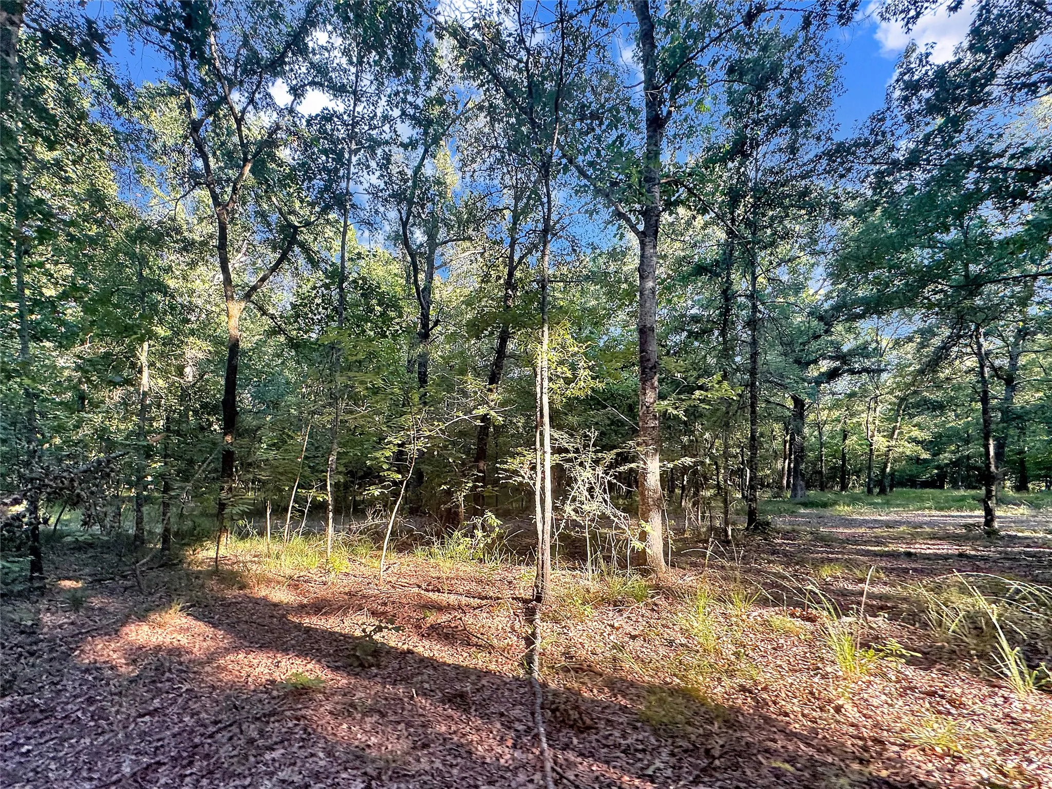 Wooded acreage featuring mature trees and natural ground cover