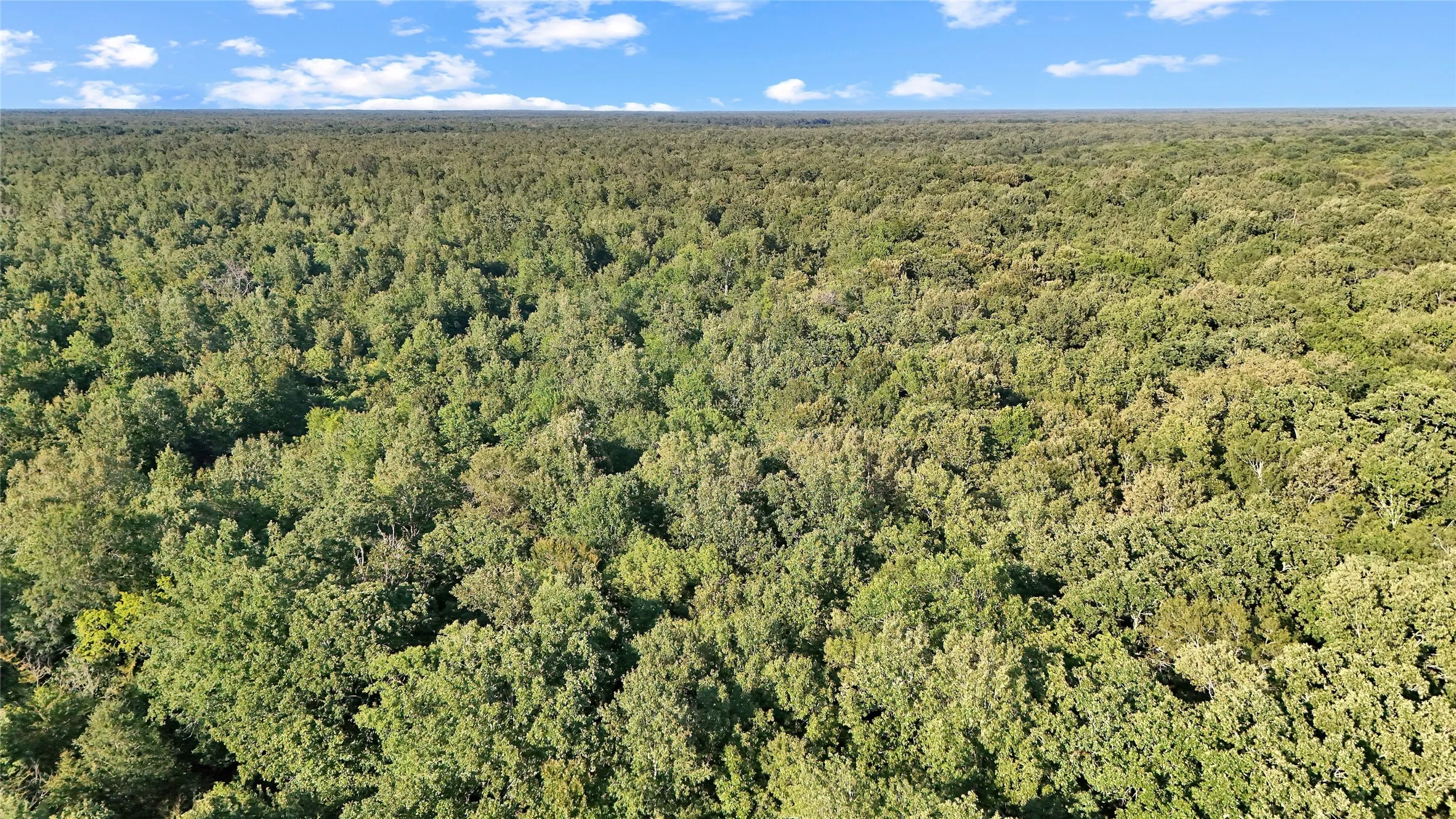 Expansive wooded land with mature trees and a natural landscape