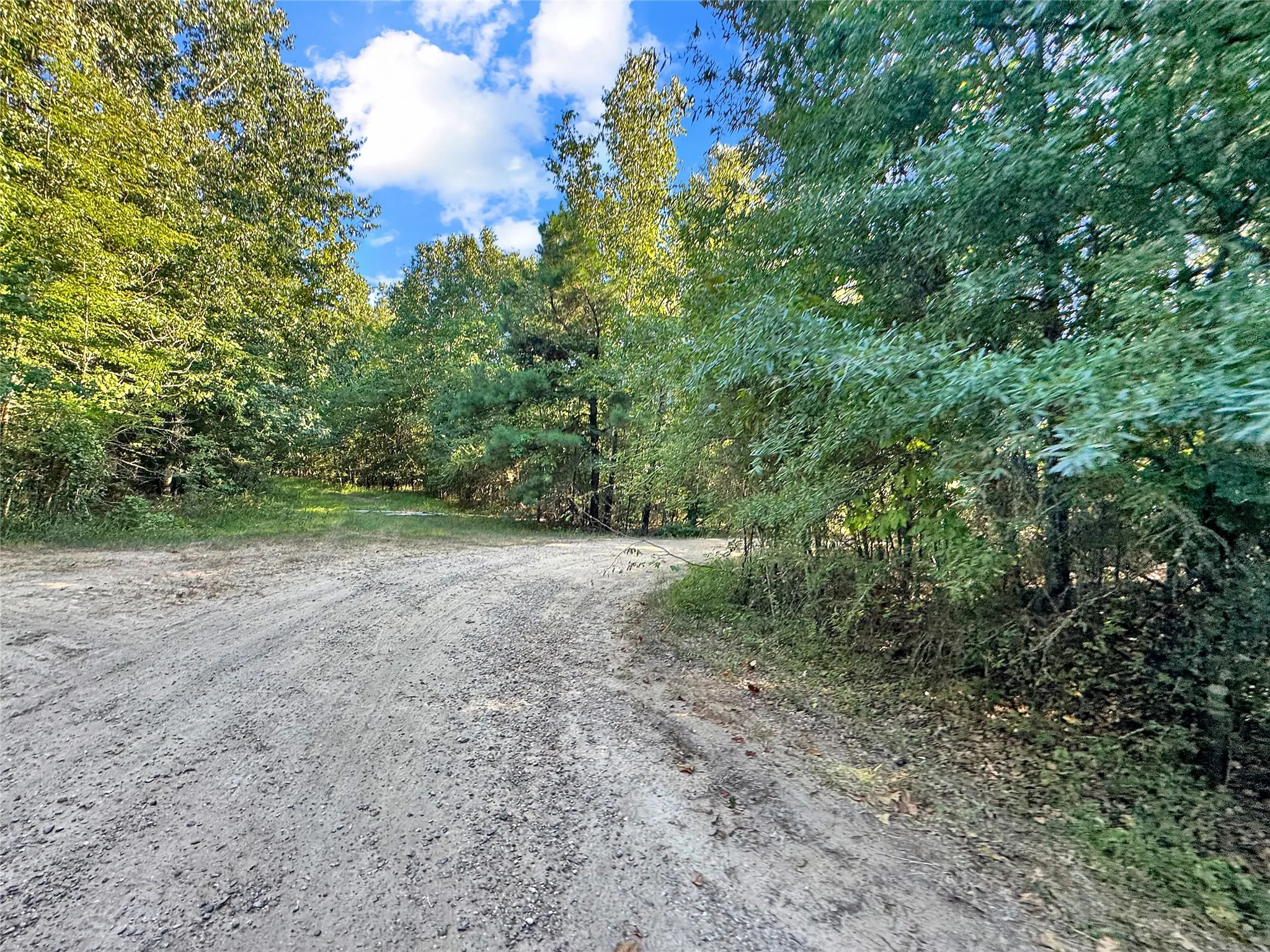 Gravel pathway bordered by mature trees and lush foliage