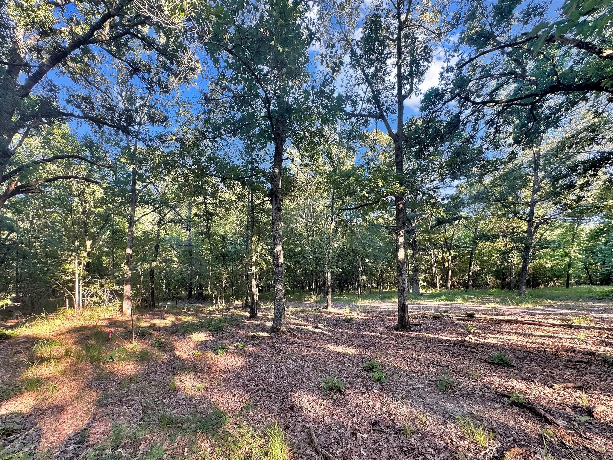 Unimproved Land For Sale in Red River (TX) County , TBD PR 5040 & 5041, Bogata, Texas 75417, 0, 0, Garage spaces, 0 Sqft, built in 0, mls#21360293, Real Estate Agent in Bogata, Homes For Sale in Red River (TX) county, Homes For Sale in Bogata, Realtor in Bogata Texas, Real Estate Brokerage Independent Realty Texas, Luminita Cordes Realtor