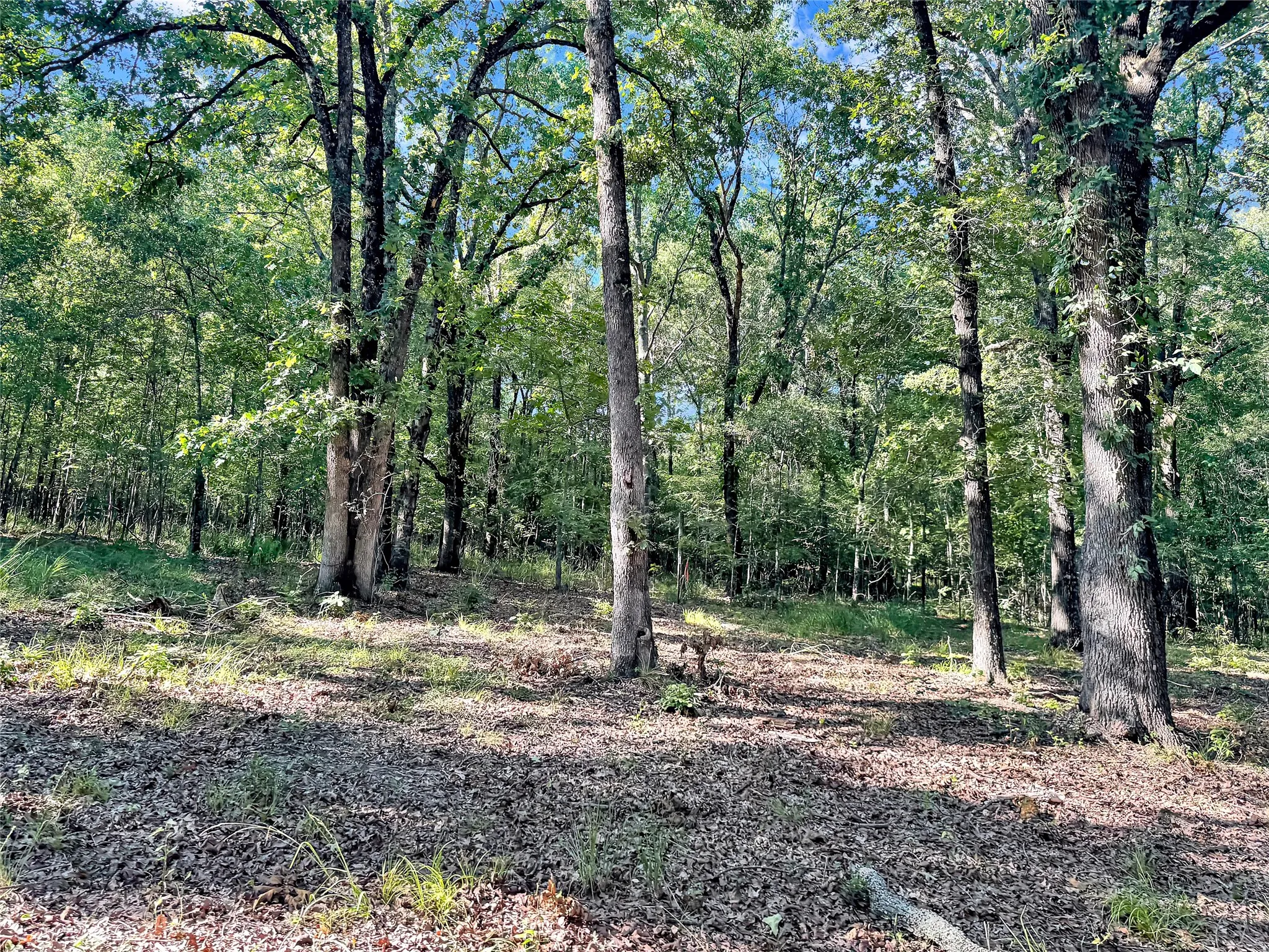 Wooded lot featuring mature trees and natural ground cover