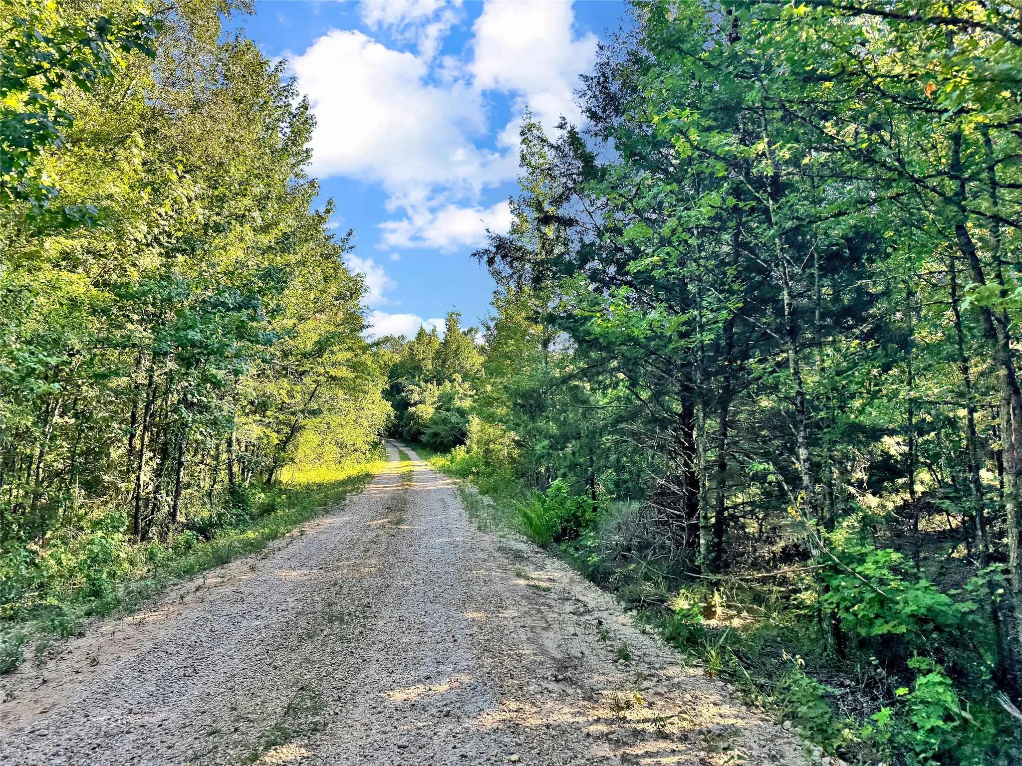 Gravel drive bordered by mature trees and lush natural foliage